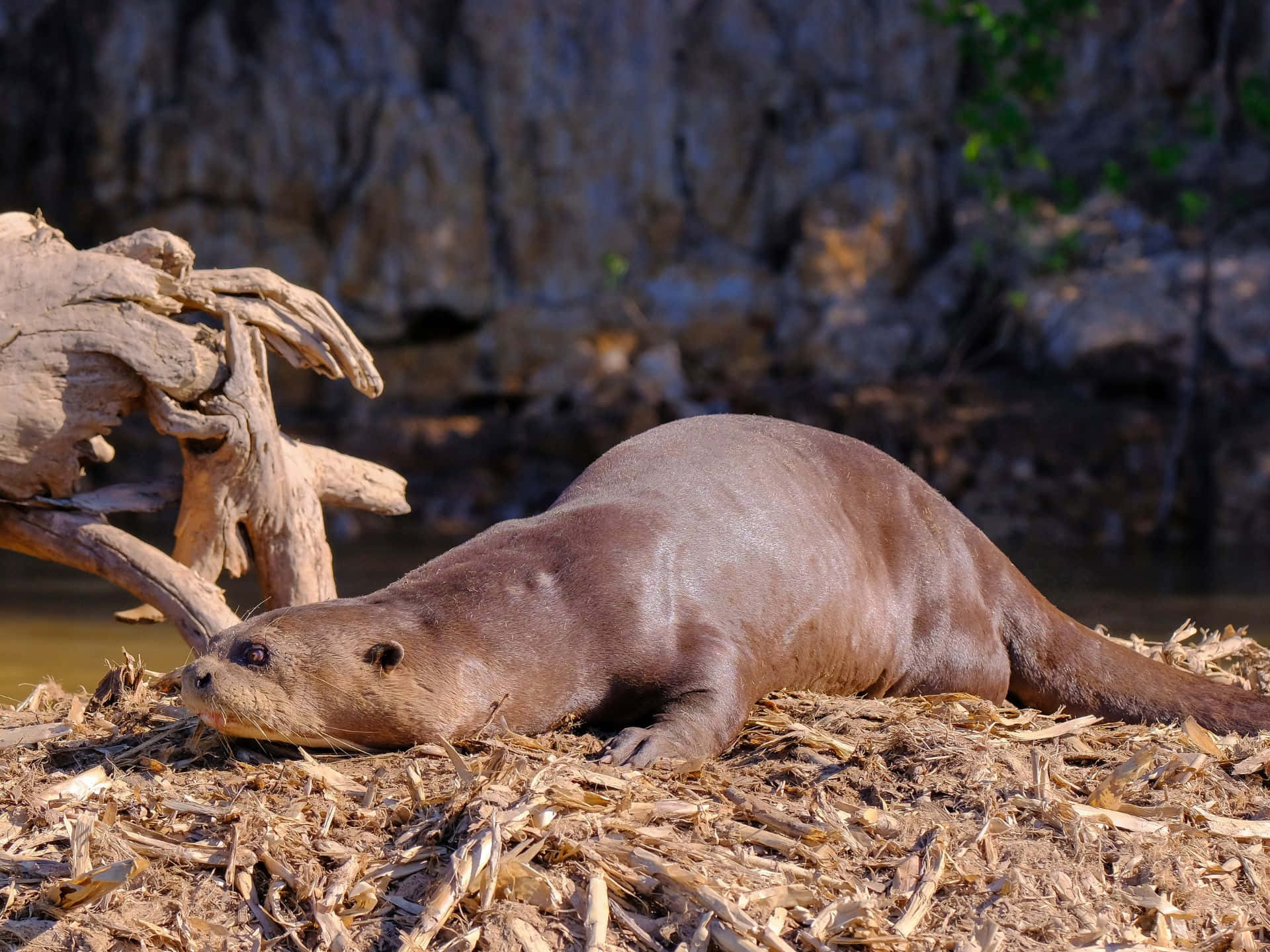 Giant Otter, riverbank, dry bamboo leaves, Full HD Desktop Wallpaper