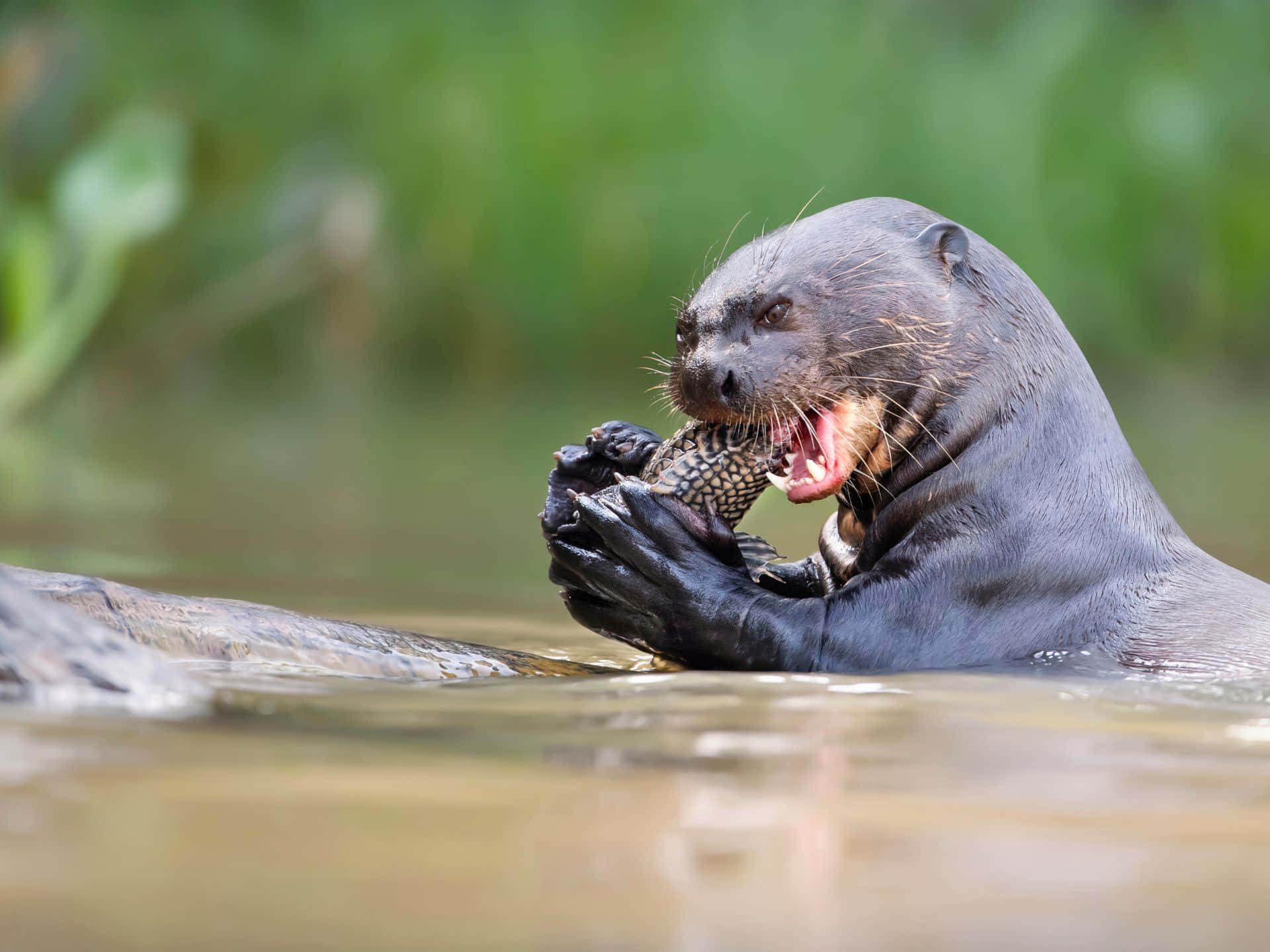 Giant Otter, dark-furred, water, Full HD Desktop Wallpaper