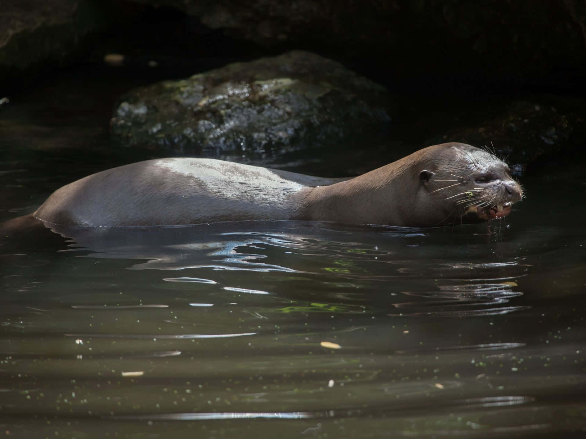 Giant Otter, river otter, calm water, Full HD Desktop Wallpaper