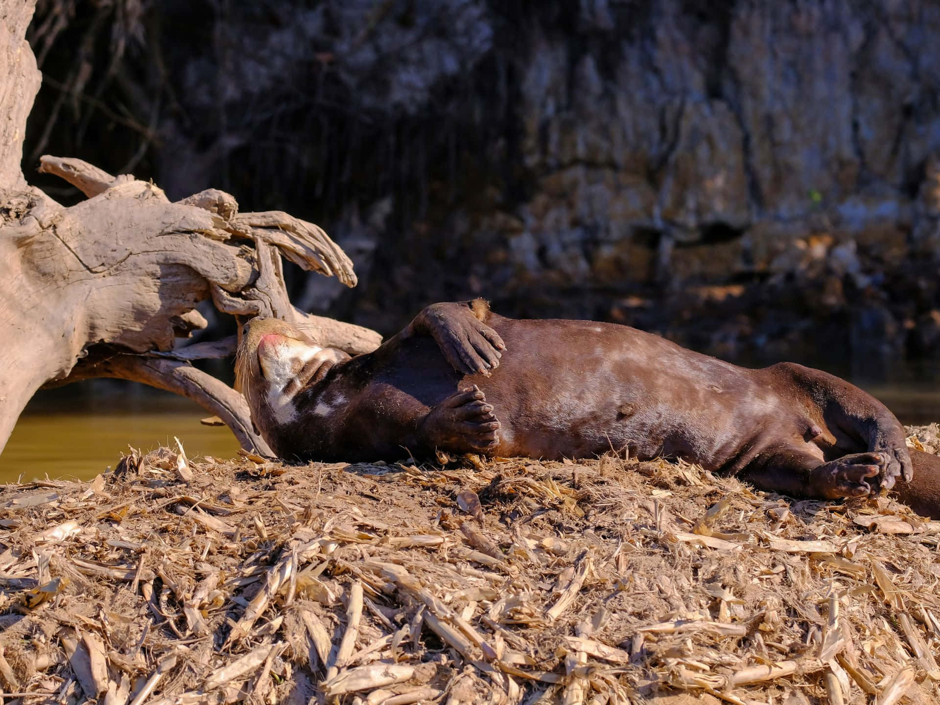 Giant Otter, riverbank, gnarled tree, Full HD Desktop Wallpaper
