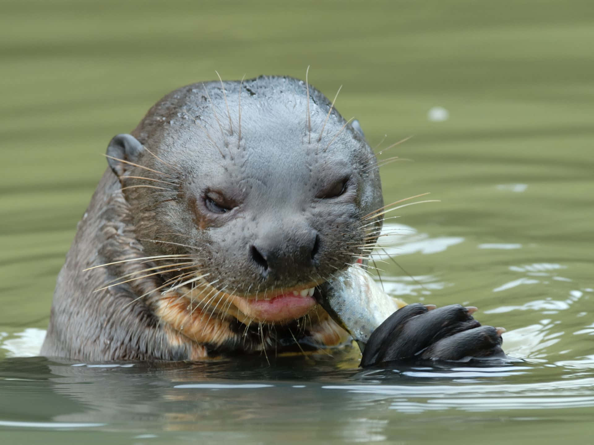 Giant Otter, fish, murky green water, Full HD Desktop Wallpaper