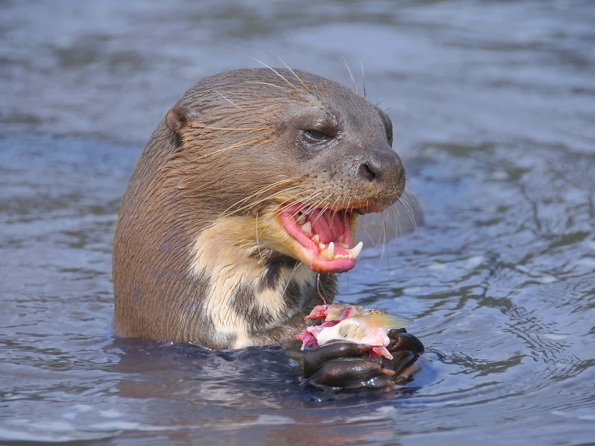 Giant Otter, fish, river otter, Full HD Desktop Wallpaper