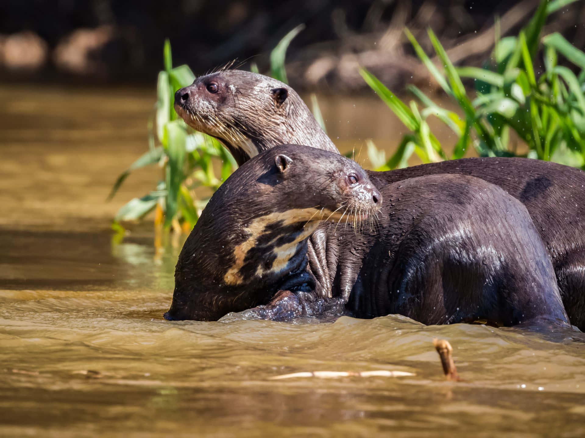 Giant Otter, river otters, shallow water, Full HD Desktop Wallpaper