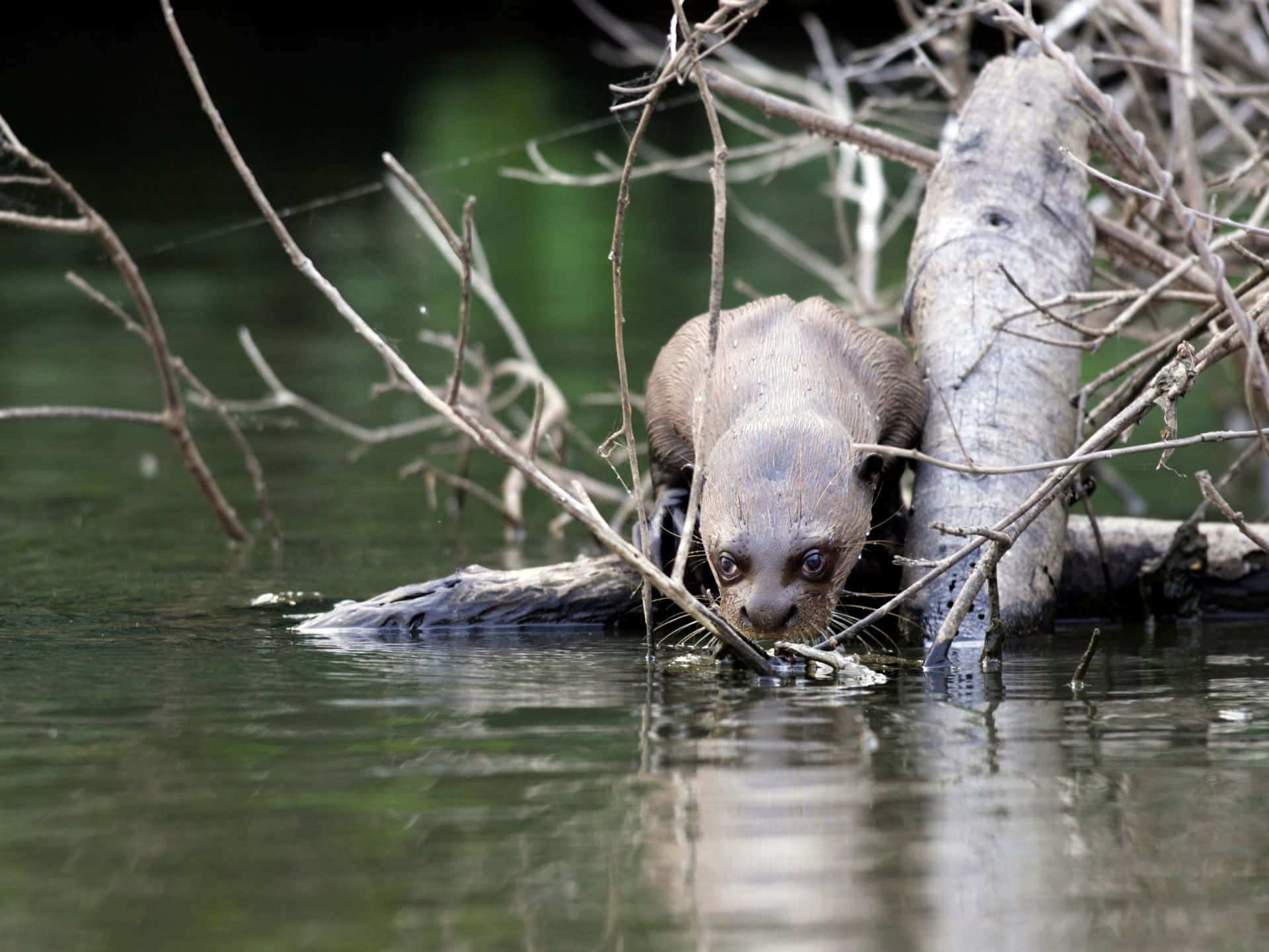 Giant Otter, tangled branches, water's edge, Full HD Desktop Wallpaper