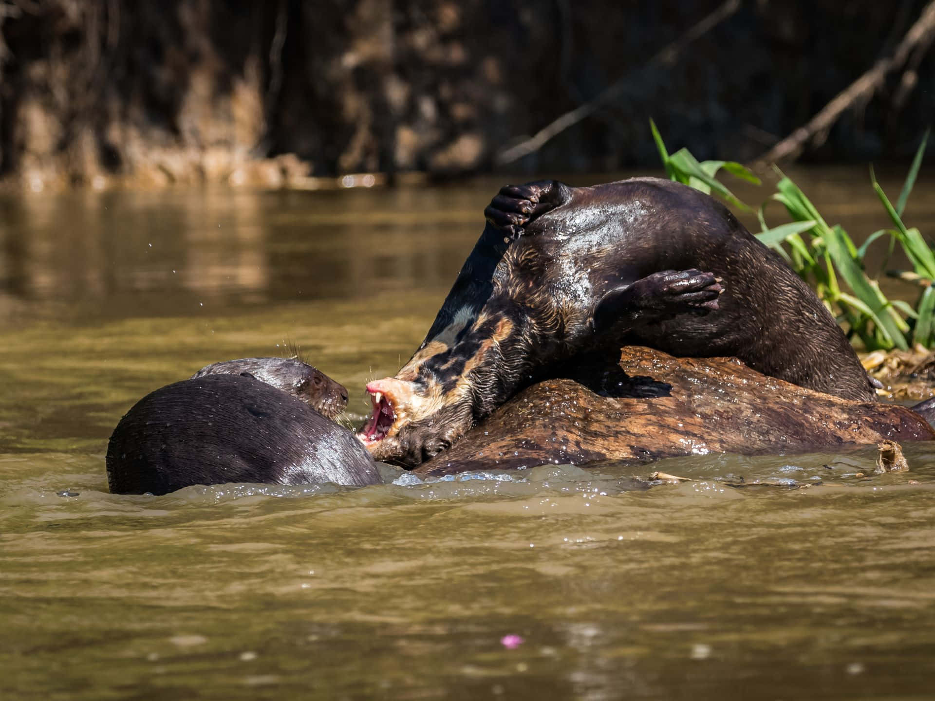 Giant Otter, log, murky river water, Full HD Desktop Wallpaper