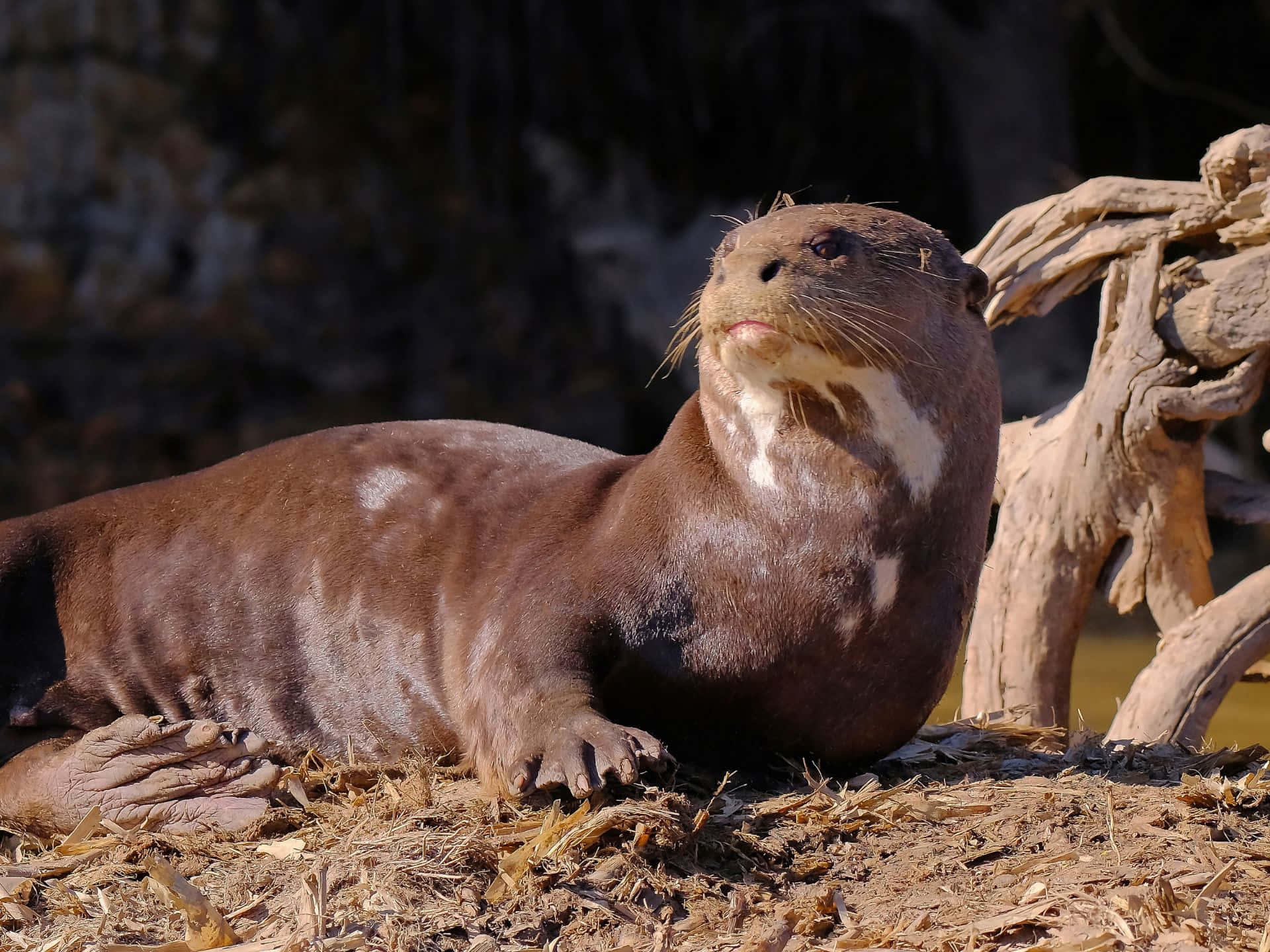Giant Otter, brown otter, white chest fur, Full HD Desktop Wallpaper