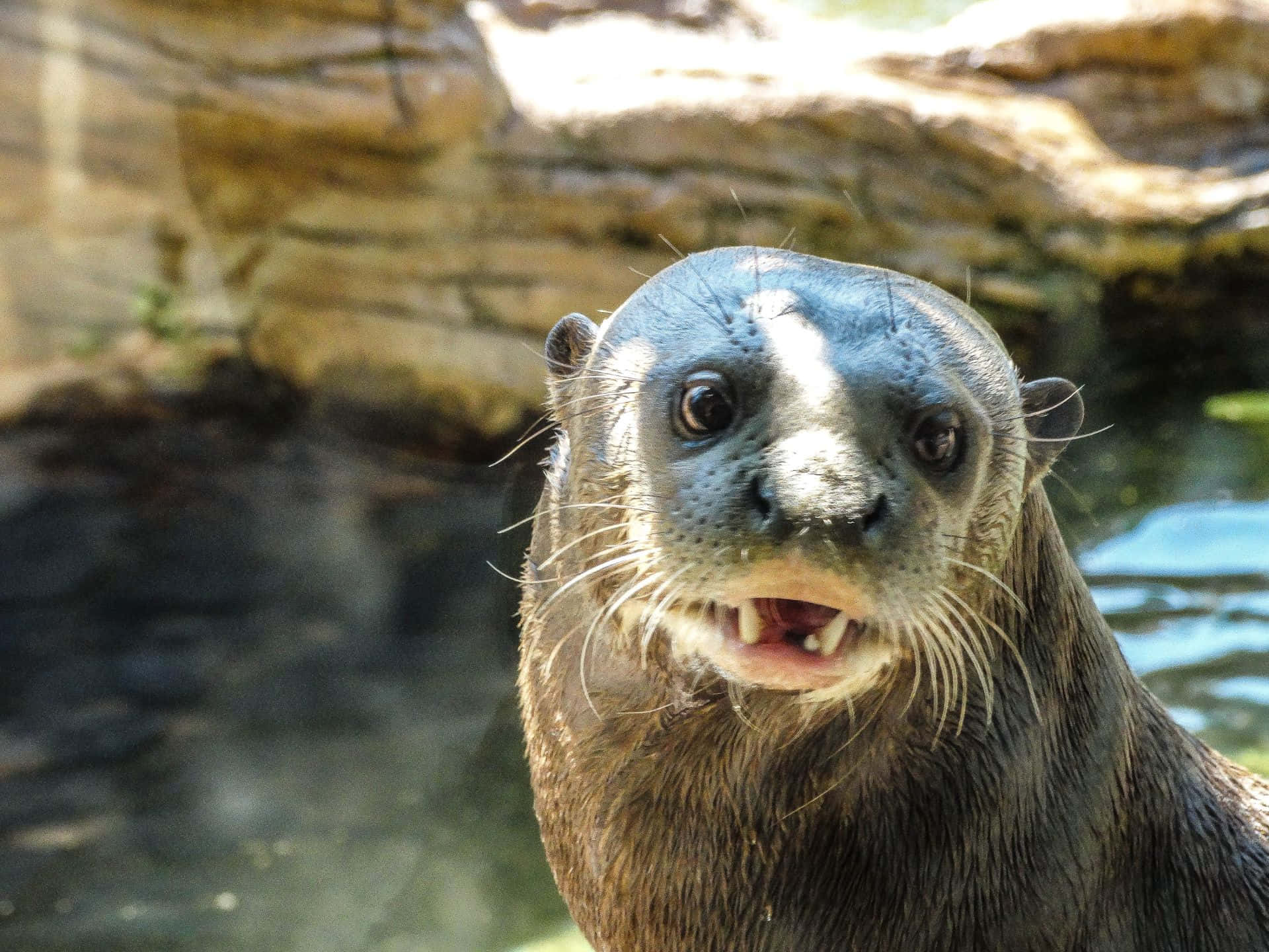 Giant Otter, whiskers, teeth bared, Full HD Desktop Wallpaper