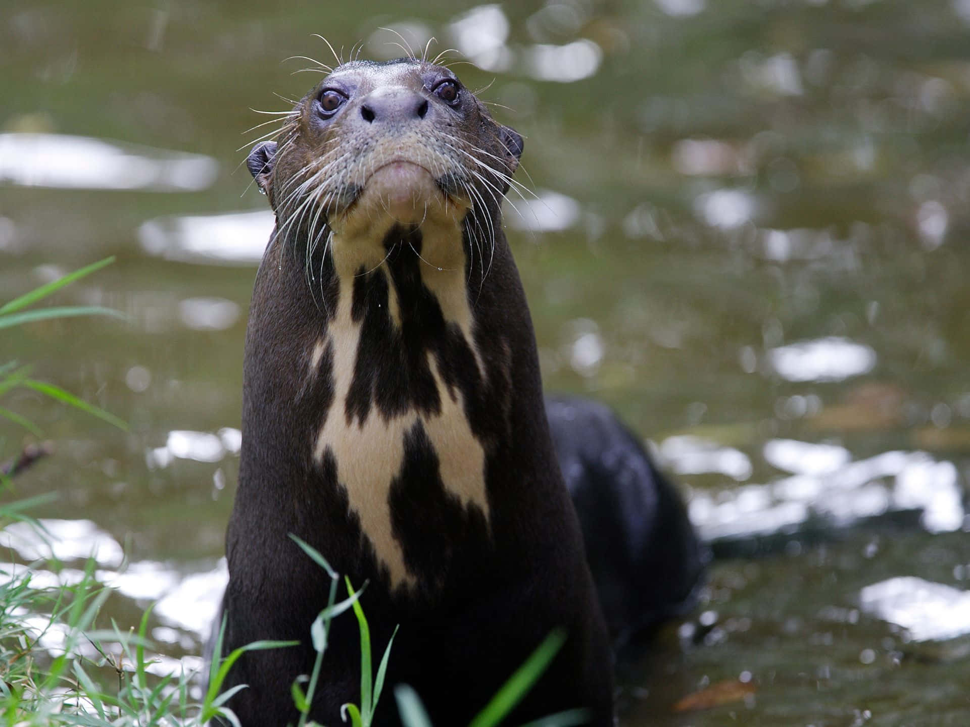 Giant Otter, dark fur, white markings, Full HD Desktop Wallpaper