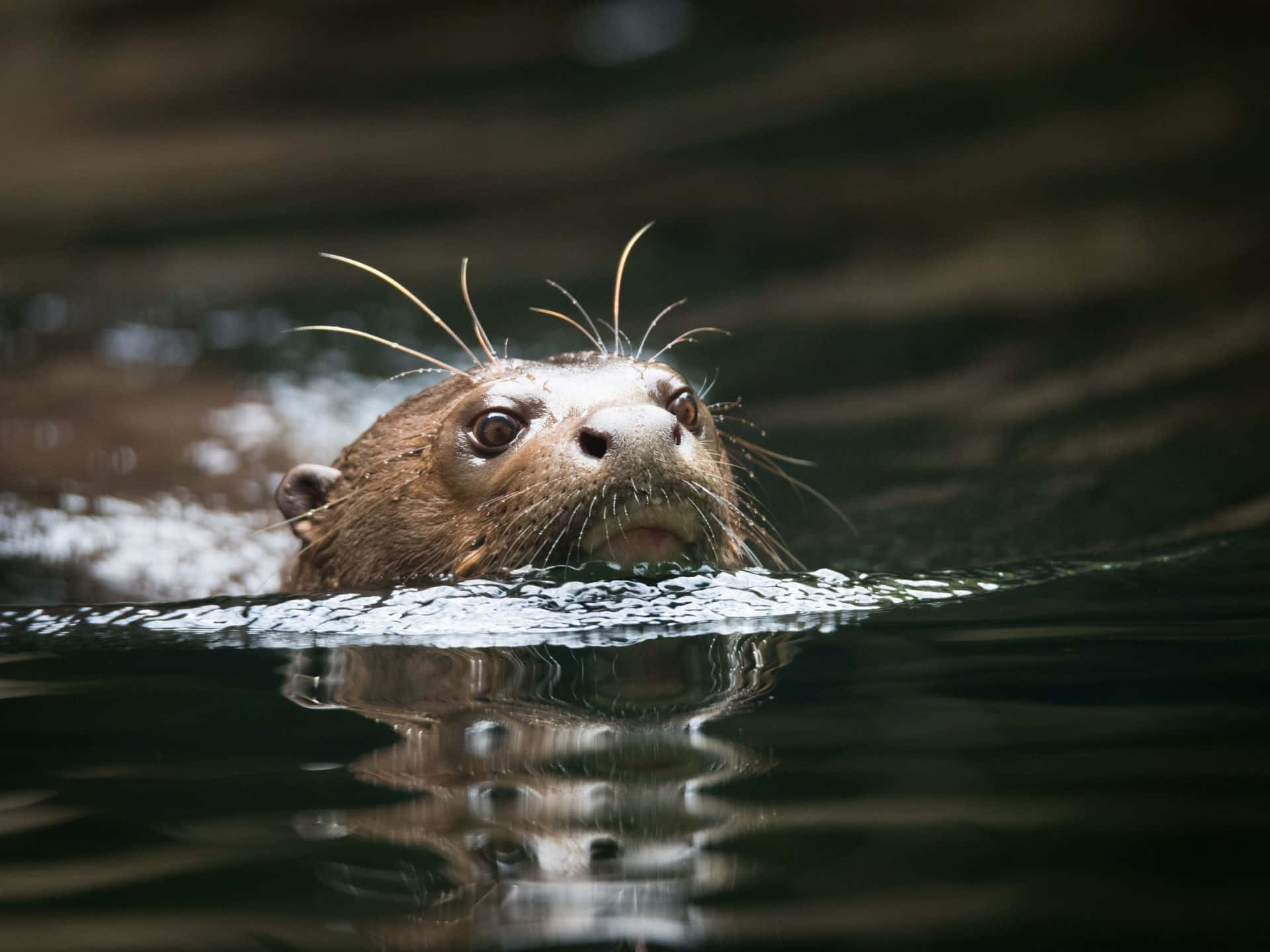 Giant Otter, close-up, dark water, Full HD Desktop Wallpaper