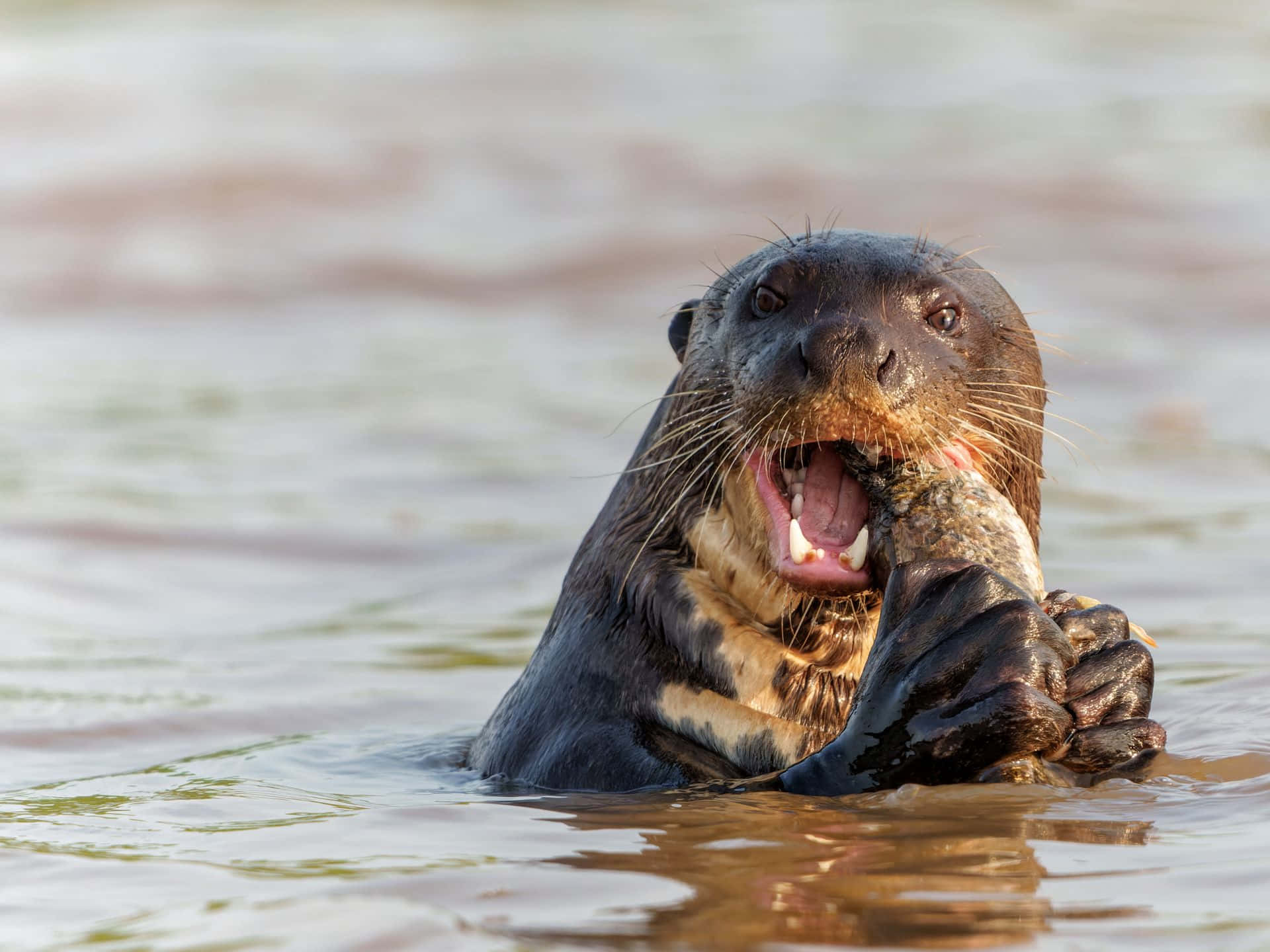 Giant Otter, wet fur, whiskers, Full HD Desktop Wallpaper