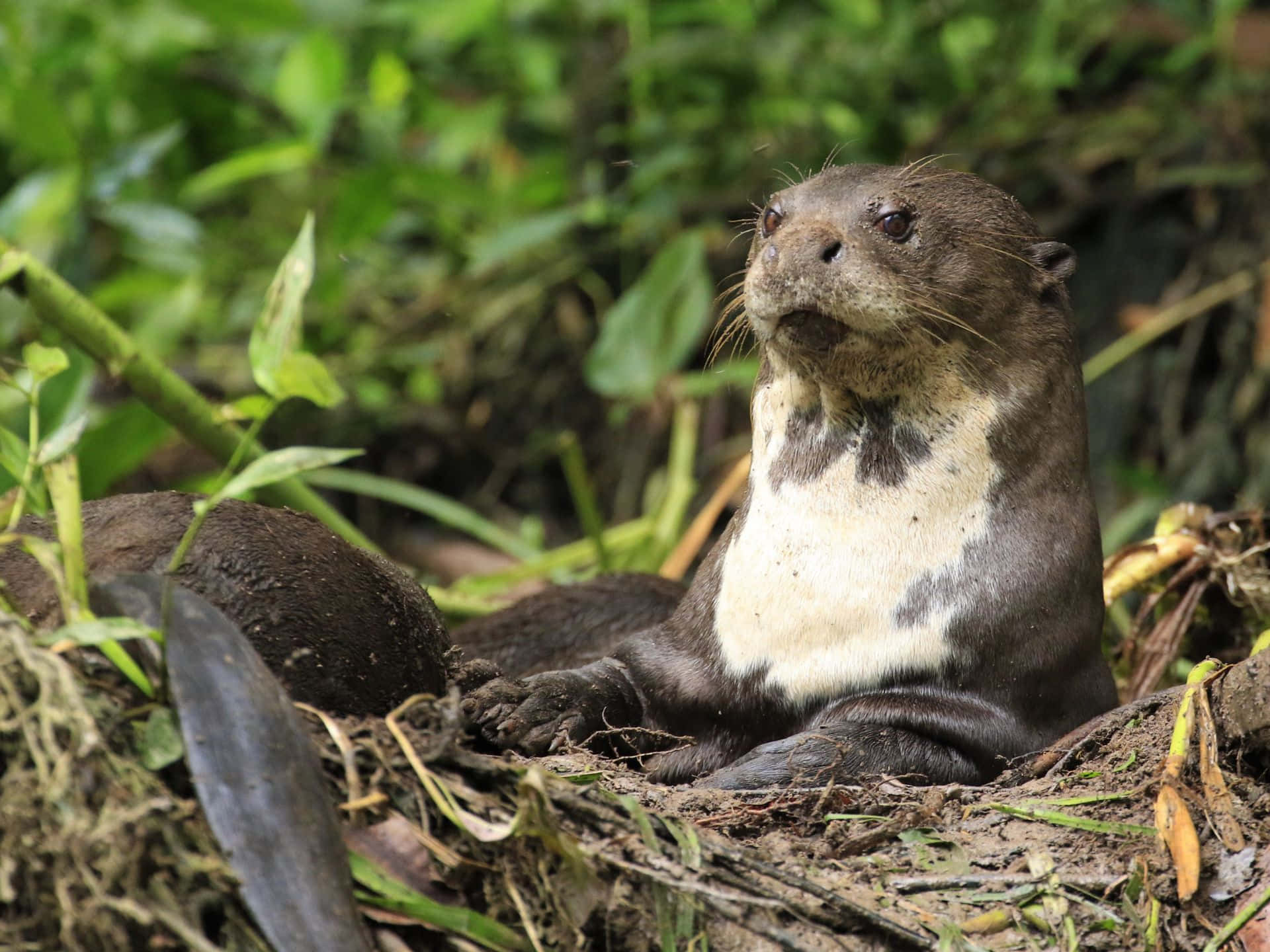 Giant Otter, white chest, lush green foliage, Full HD Desktop Wallpaper