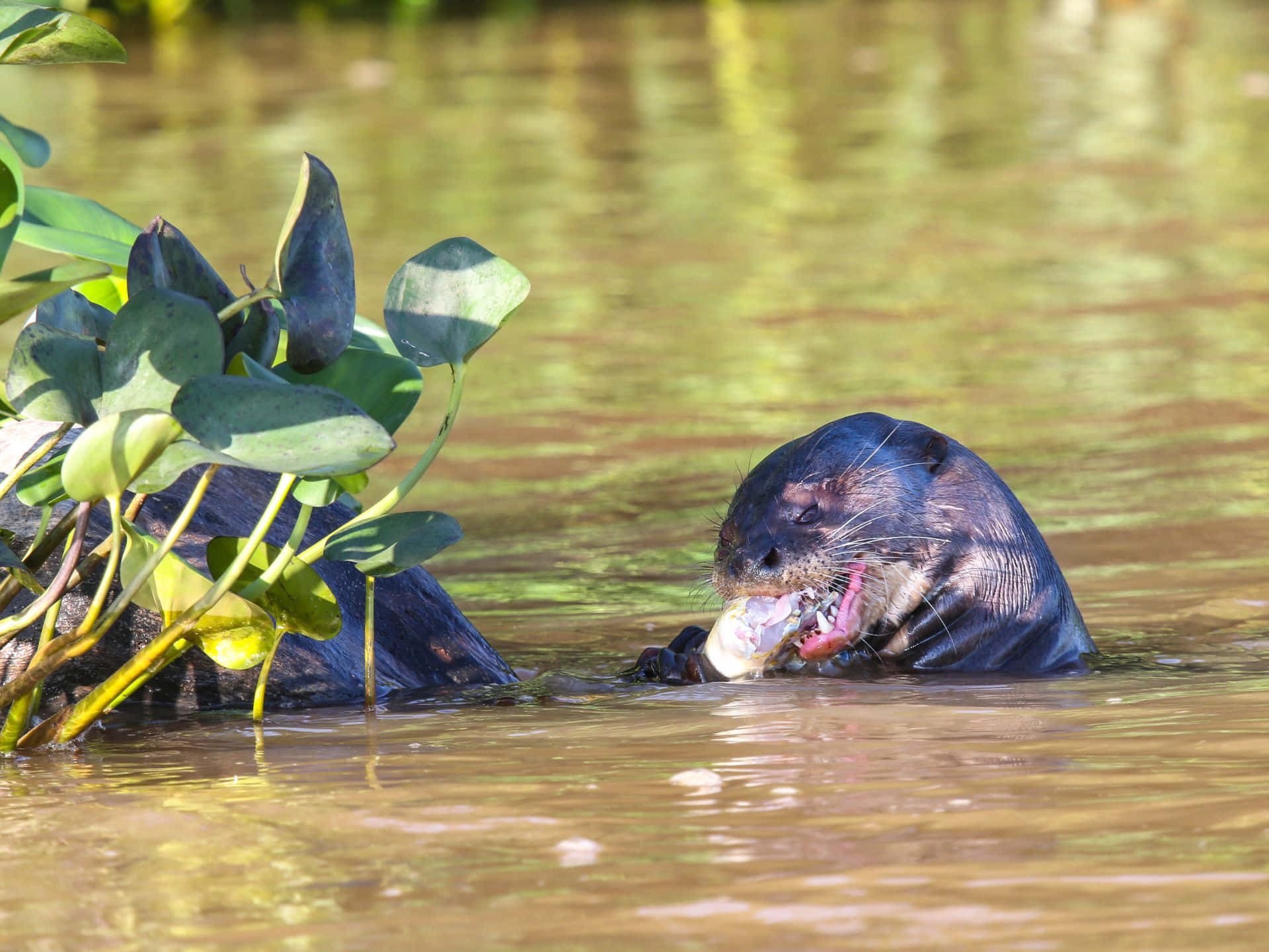 Giant Otter, fish, murky water, Full HD Desktop Wallpaper