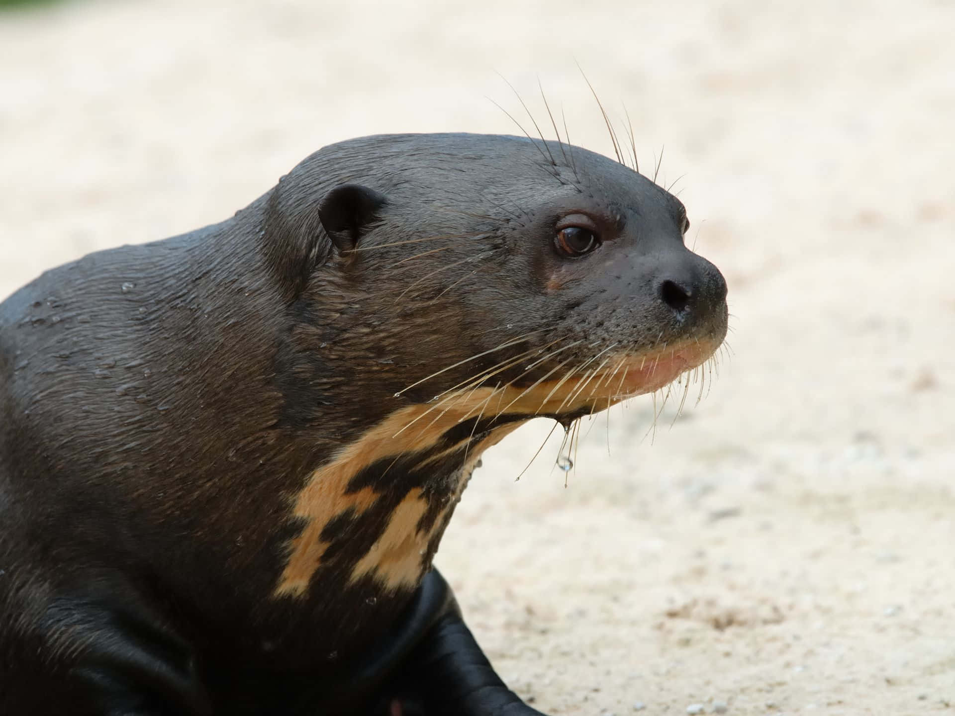 Giant Otter, wet, drop of water, Full HD Desktop Wallpaper