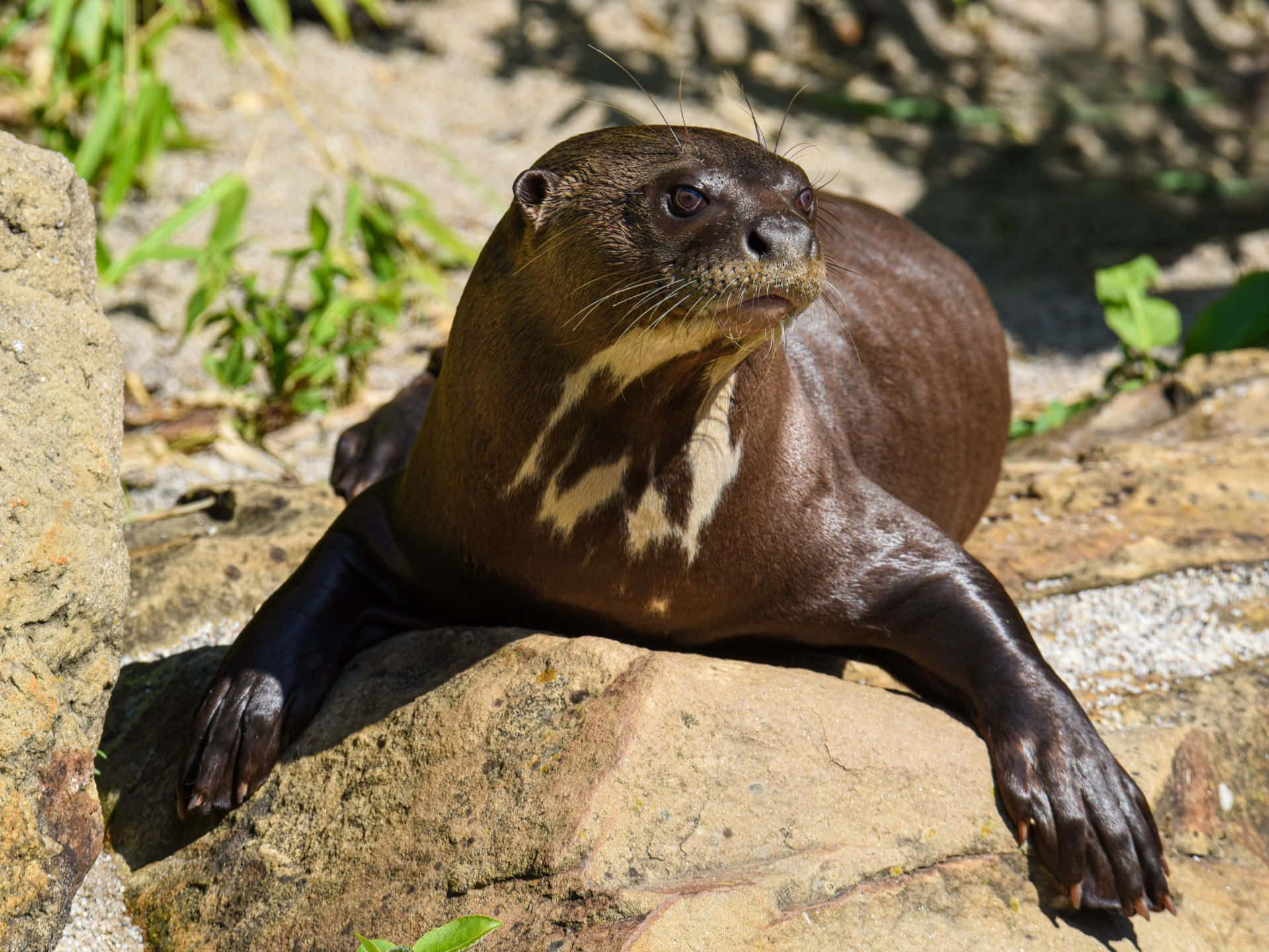 Giant Otter, rocks, sunlit, Full HD Desktop Wallpaper