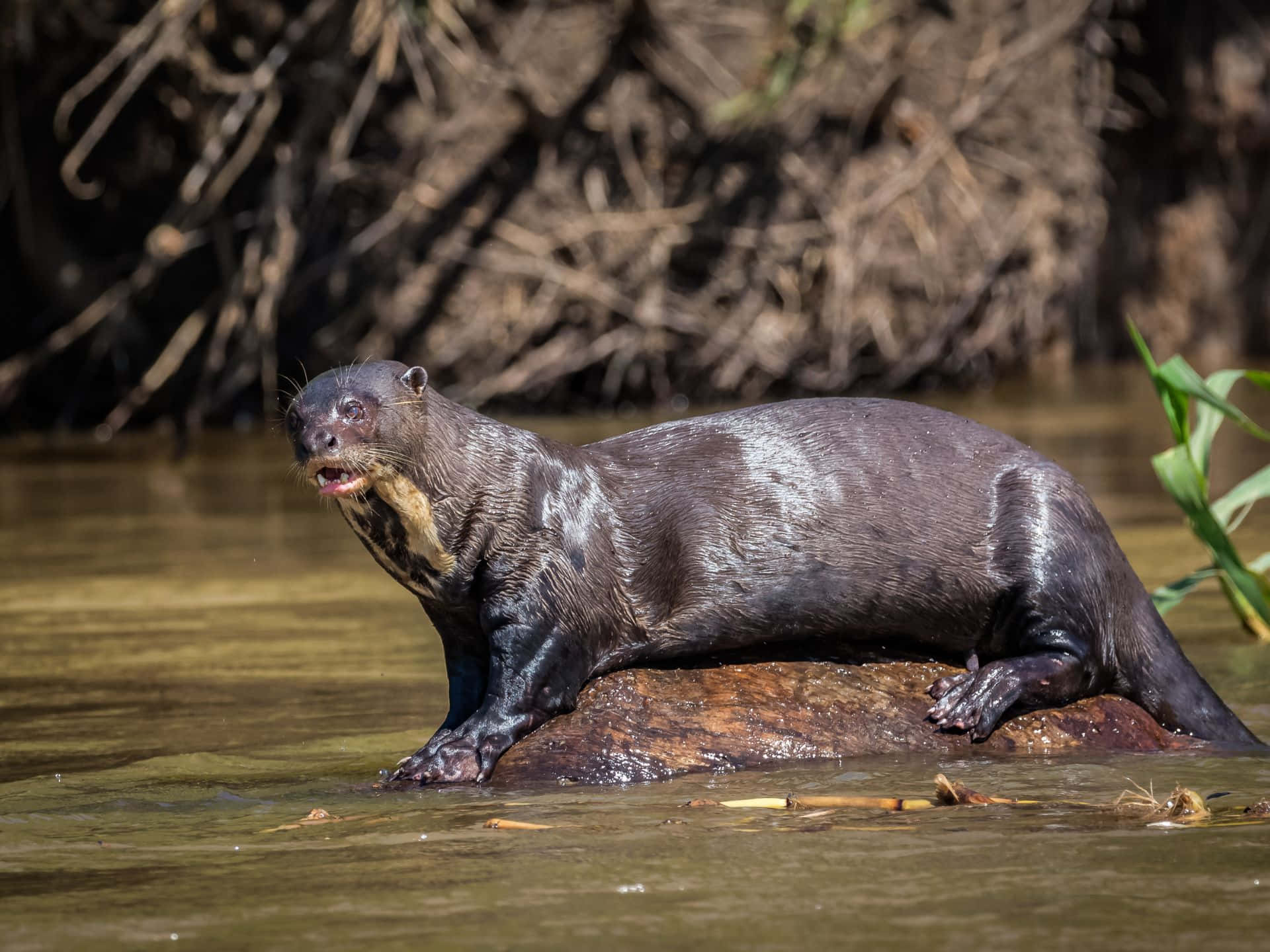 Giant Otter, sunlit river rock, muddy water, Full HD Desktop Wallpaper