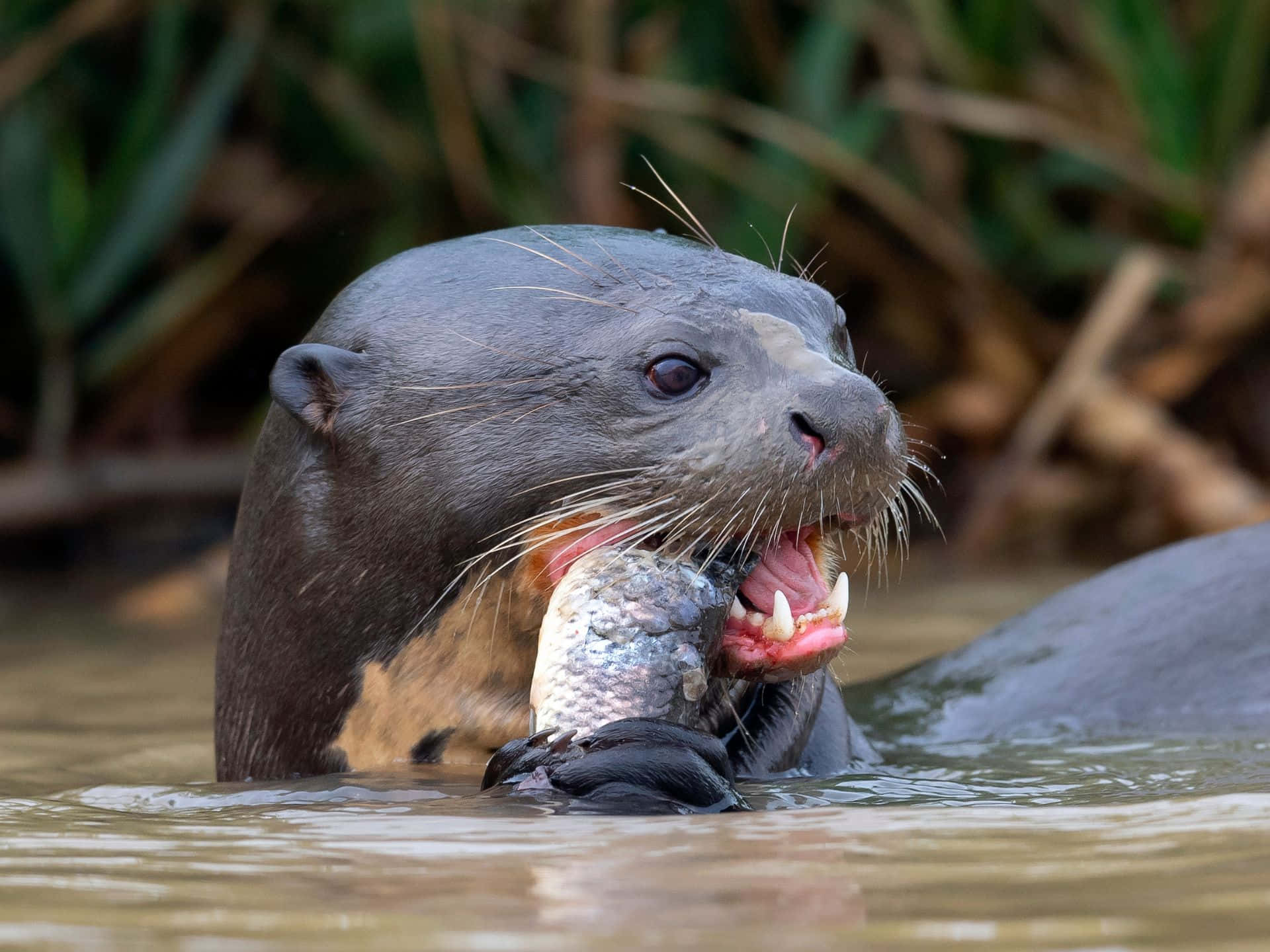 Giant Otter, silvery fish, murky water, Full HD Desktop Wallpaper