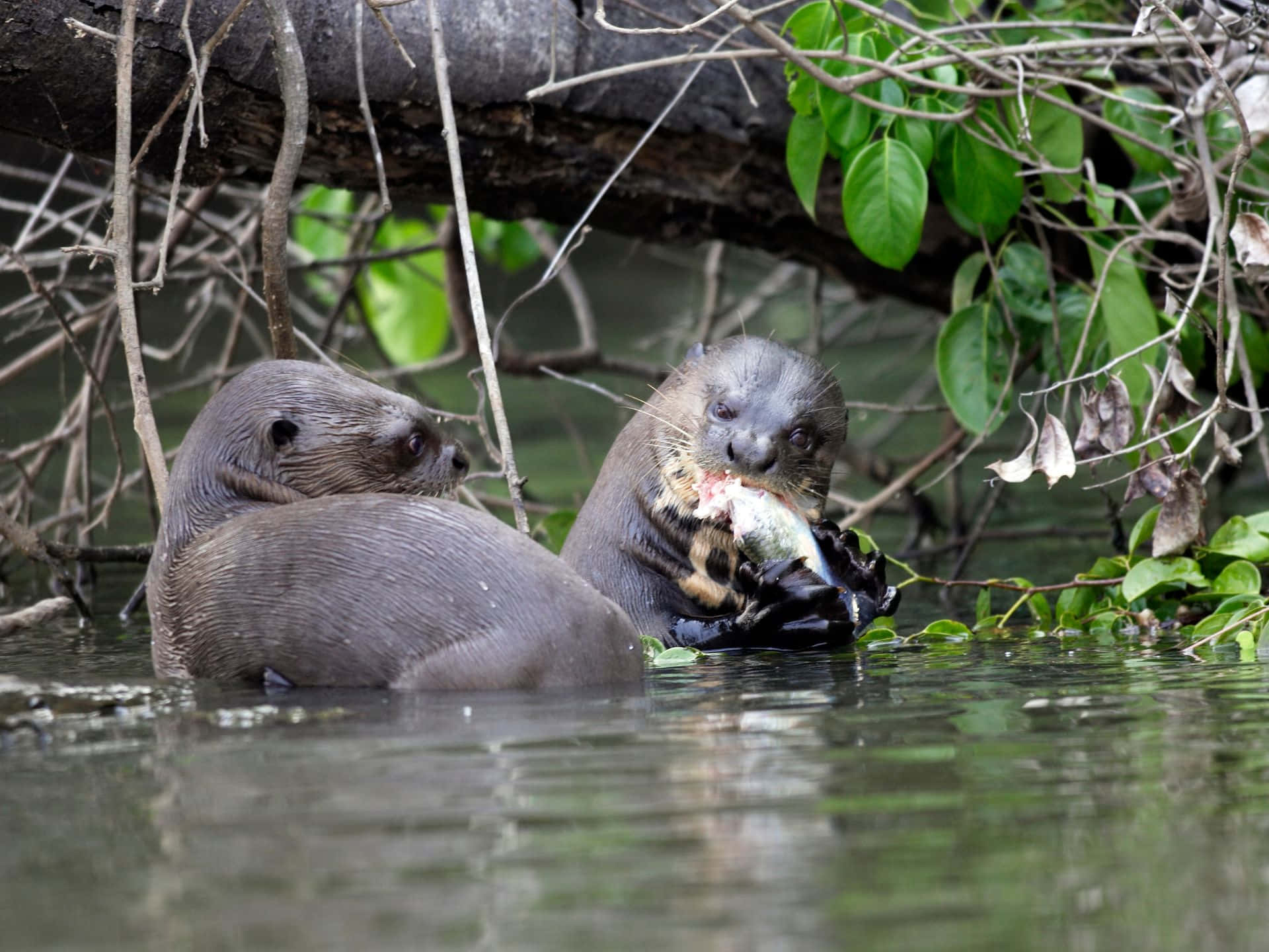 Giant Otter, river otters, murky water, Full HD Desktop Wallpaper