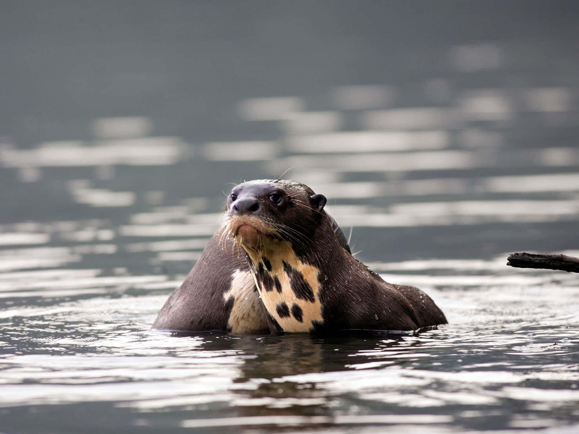 Giant Otter, calm gray water, whiskers, Full HD Desktop Wallpaper