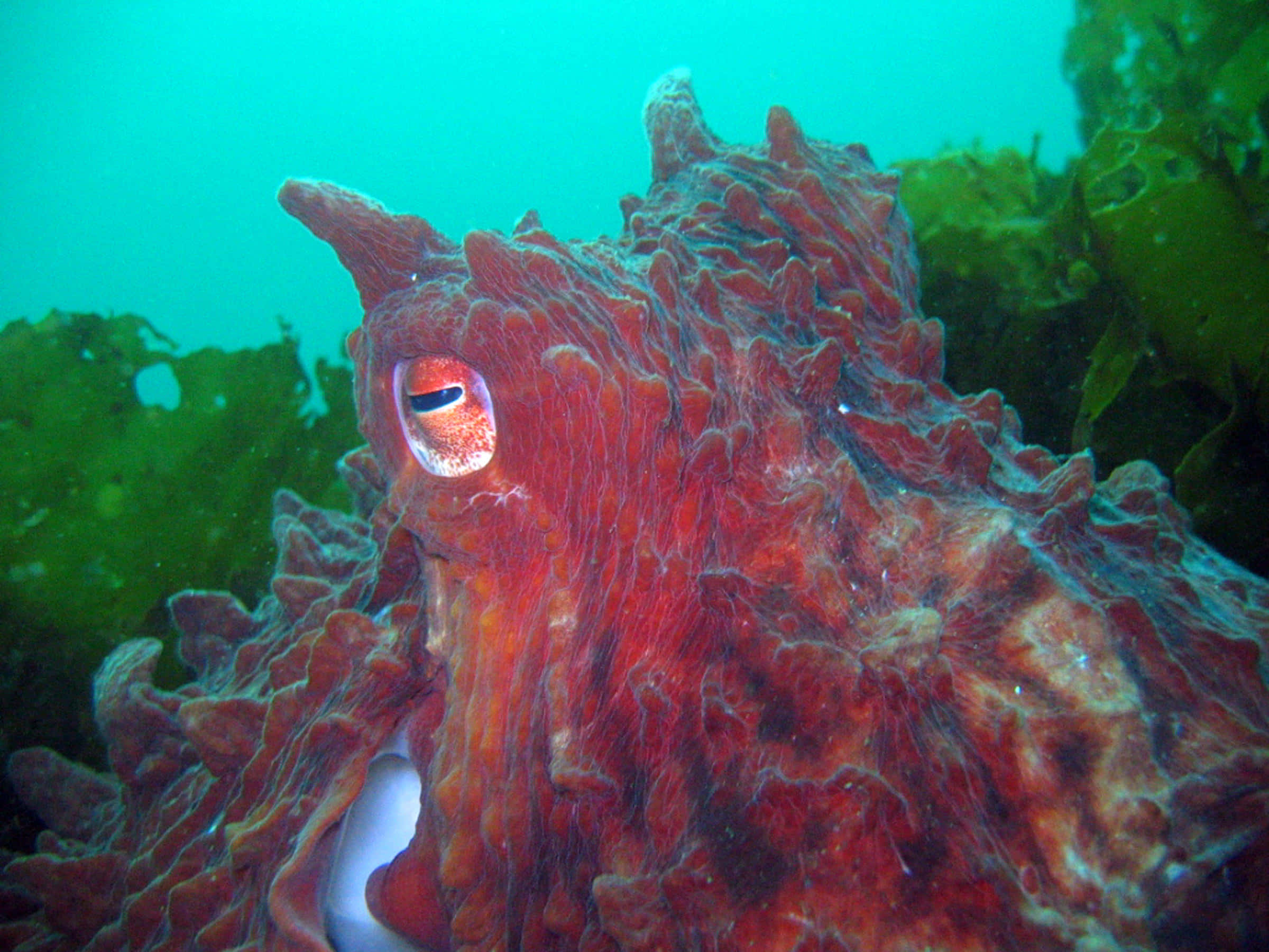 Giant Pacific Octopus, red octopus, textured skin, Full HD Desktop Wallpaper