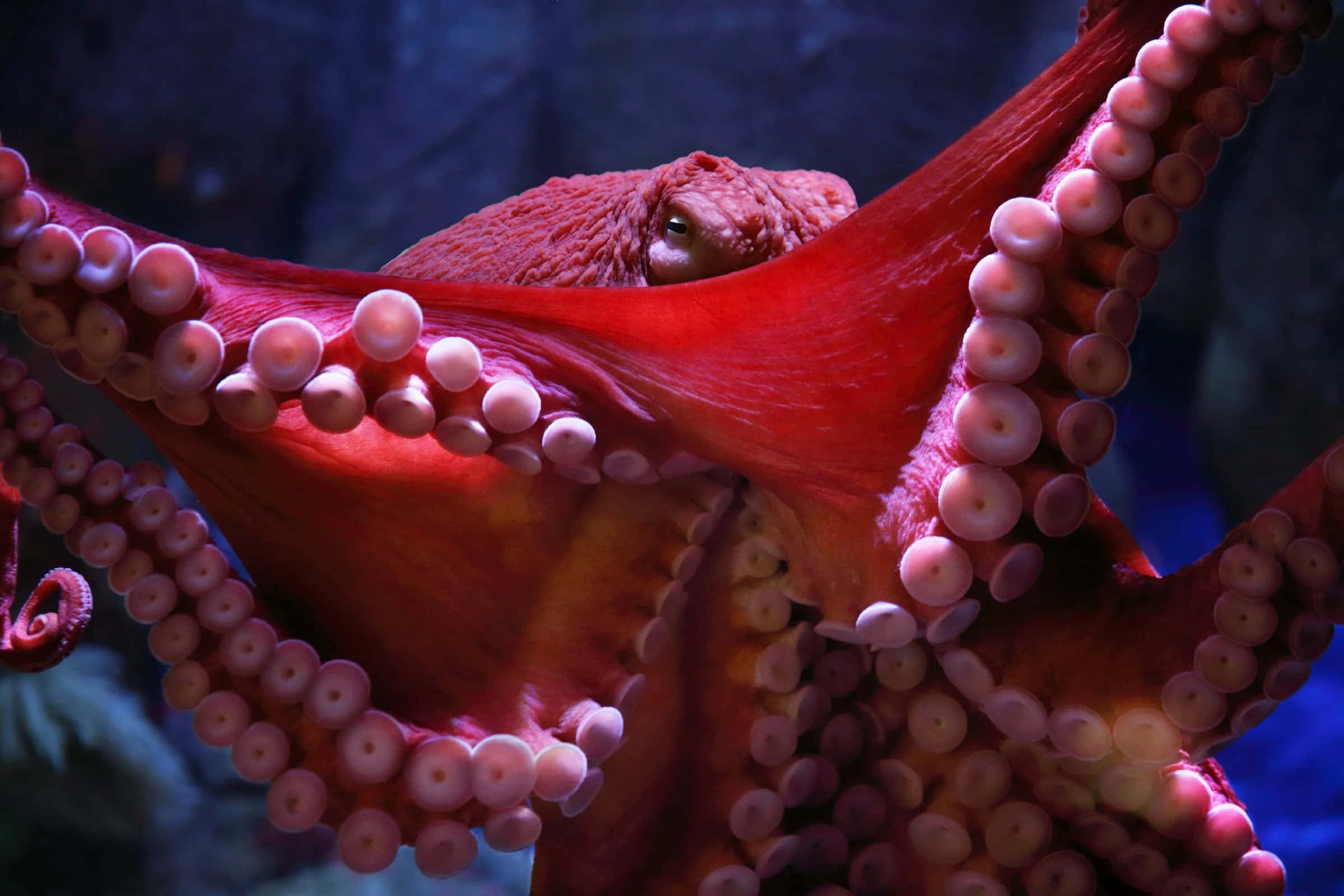 Giant Pacific Octopus, vivid red, detailed suckers, Full HD Desktop Wallpaper