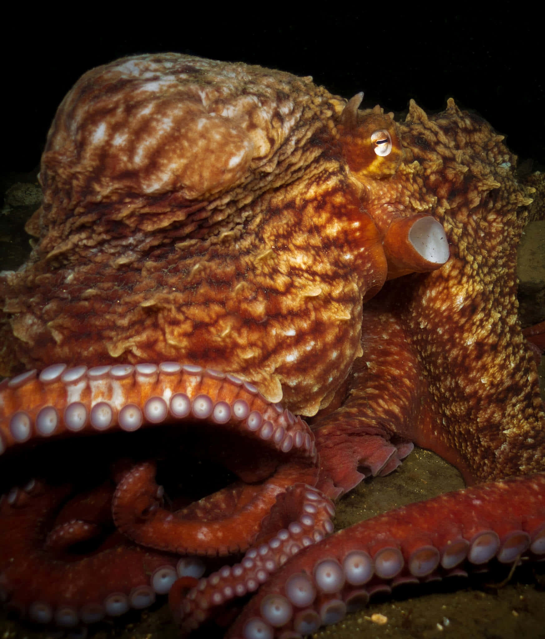 Giant Pacific Octopus, reddish-brown, textured, Full HD Phone Wallpaper