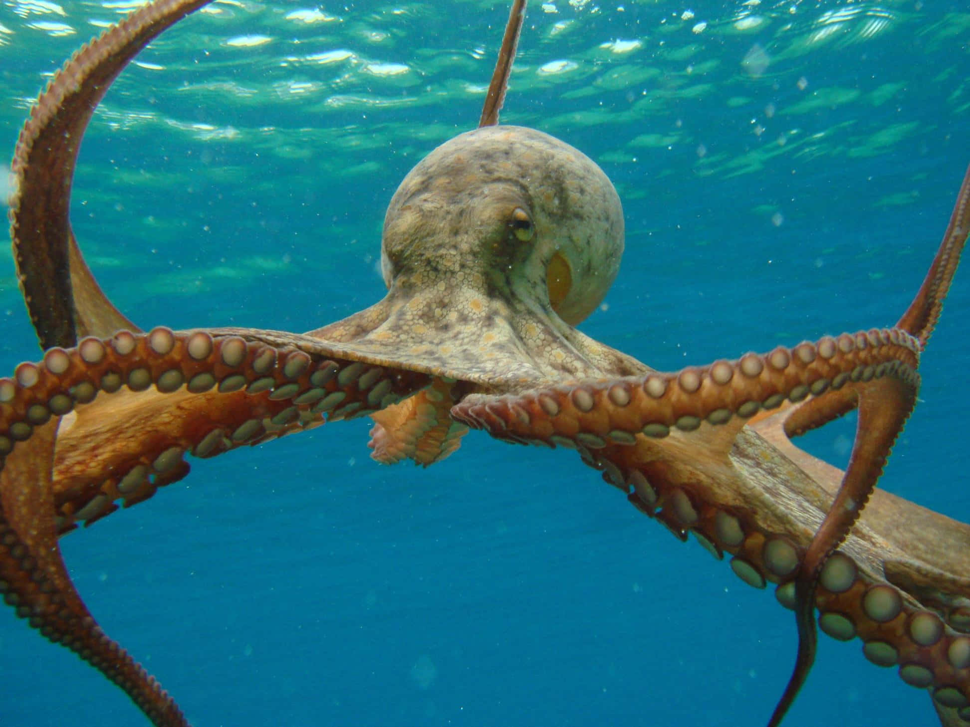 Giant Pacific Octopus, textured arms, suction cups, Full HD Desktop Wallpaper