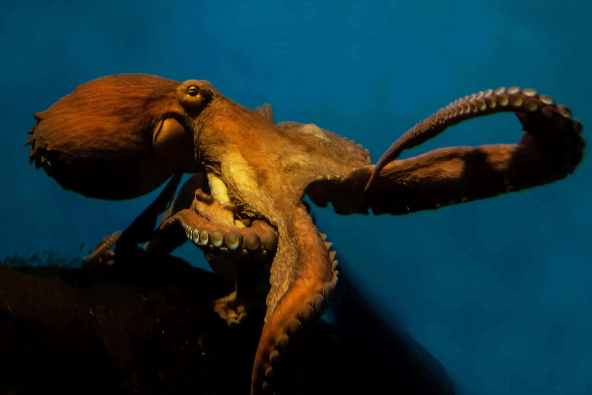 Giant Pacific Octopus, brown, detailed suckers, Full HD Desktop Wallpaper