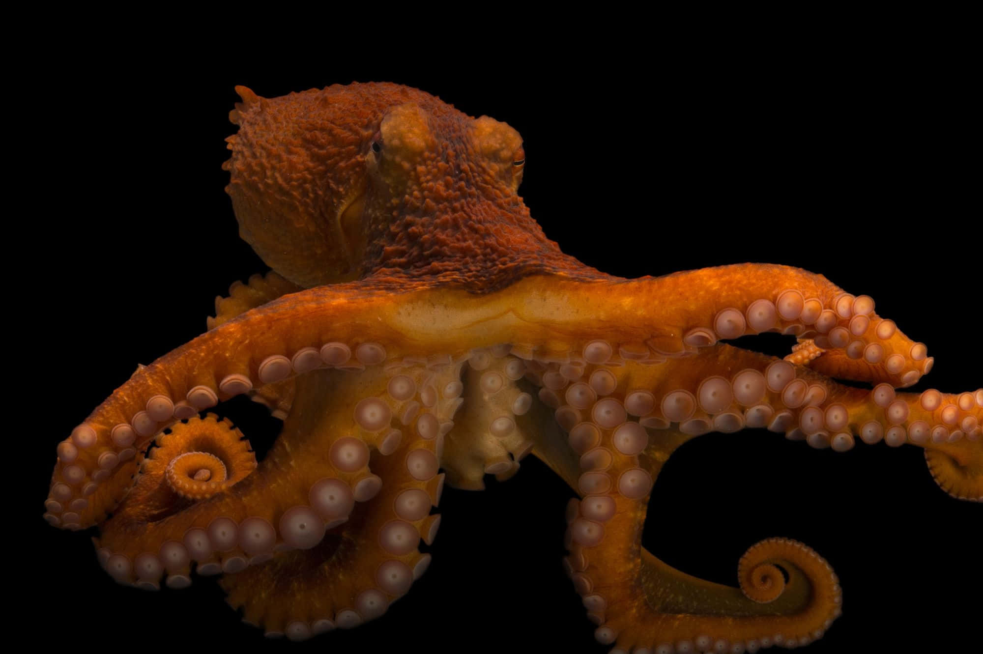 Giant Pacific Octopus, vivid orange, detailed suckers, Full HD Desktop Wallpaper