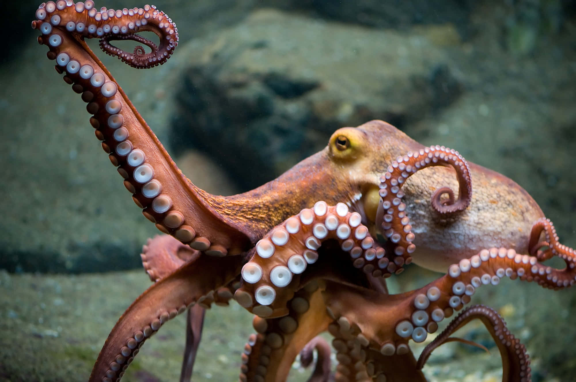 Giant Pacific Octopus, reddish-brown, white suction cups, Full HD Desktop Wallpaper