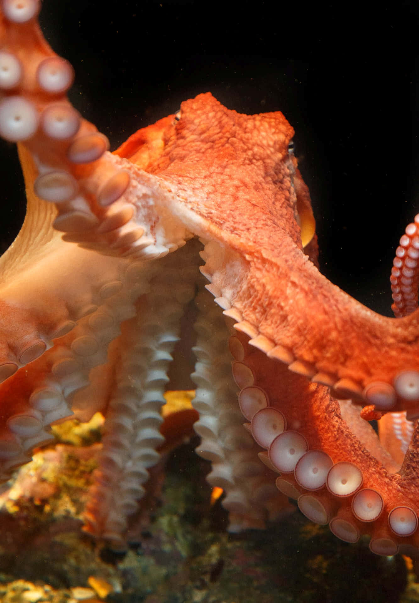 Giant Pacific Octopus, vibrant orange, detailed suckers, HD Phone Wallpaper