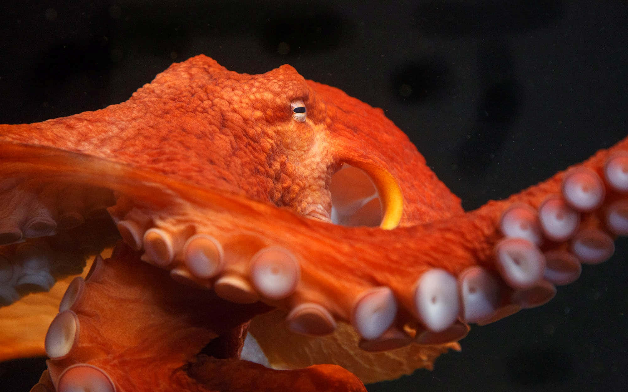 Giant Pacific Octopus, bright orange, detailed suckers, Full HD Desktop Wallpaper