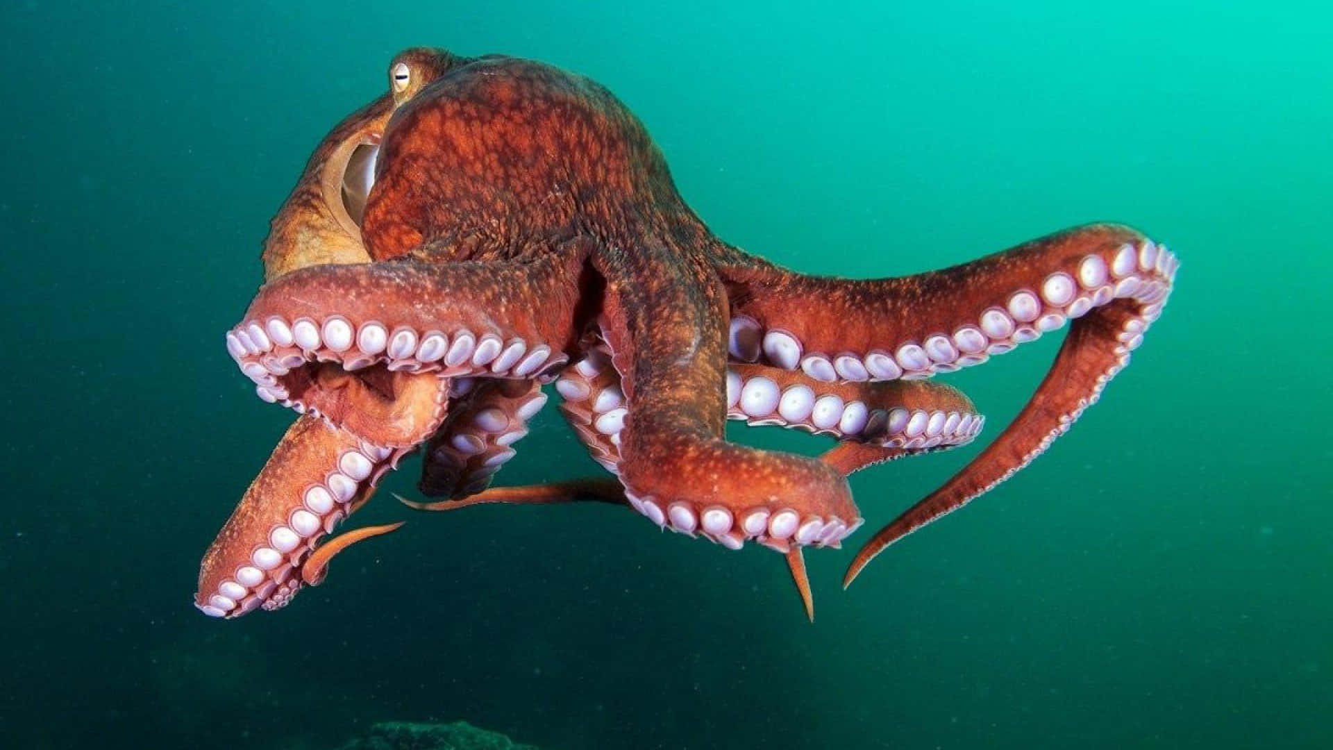 Giant Pacific Octopus, reddish-brown, teal ocean, Full HD Desktop Wallpaper