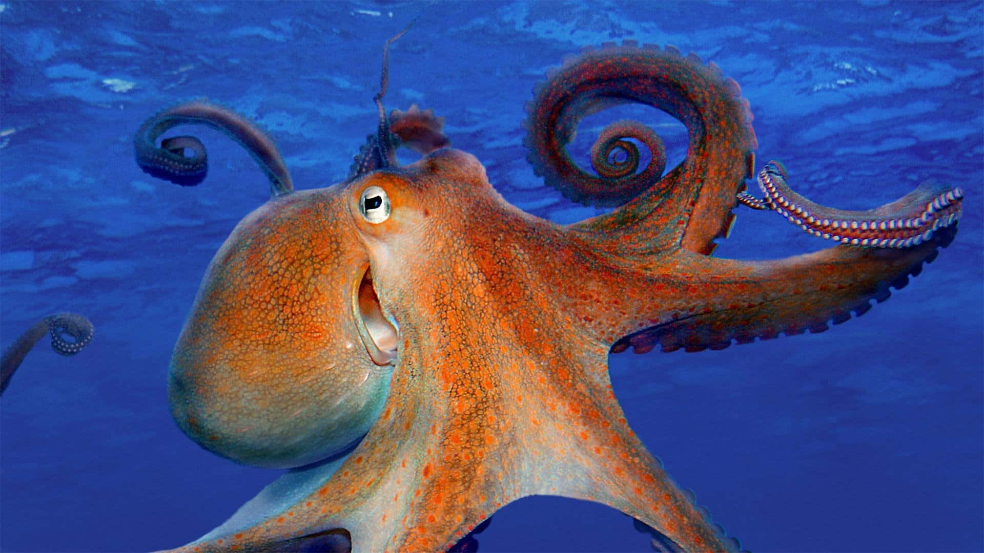 Giant Pacific Octopus, vibrant orange, curled tentacles, Full HD Desktop Wallpaper