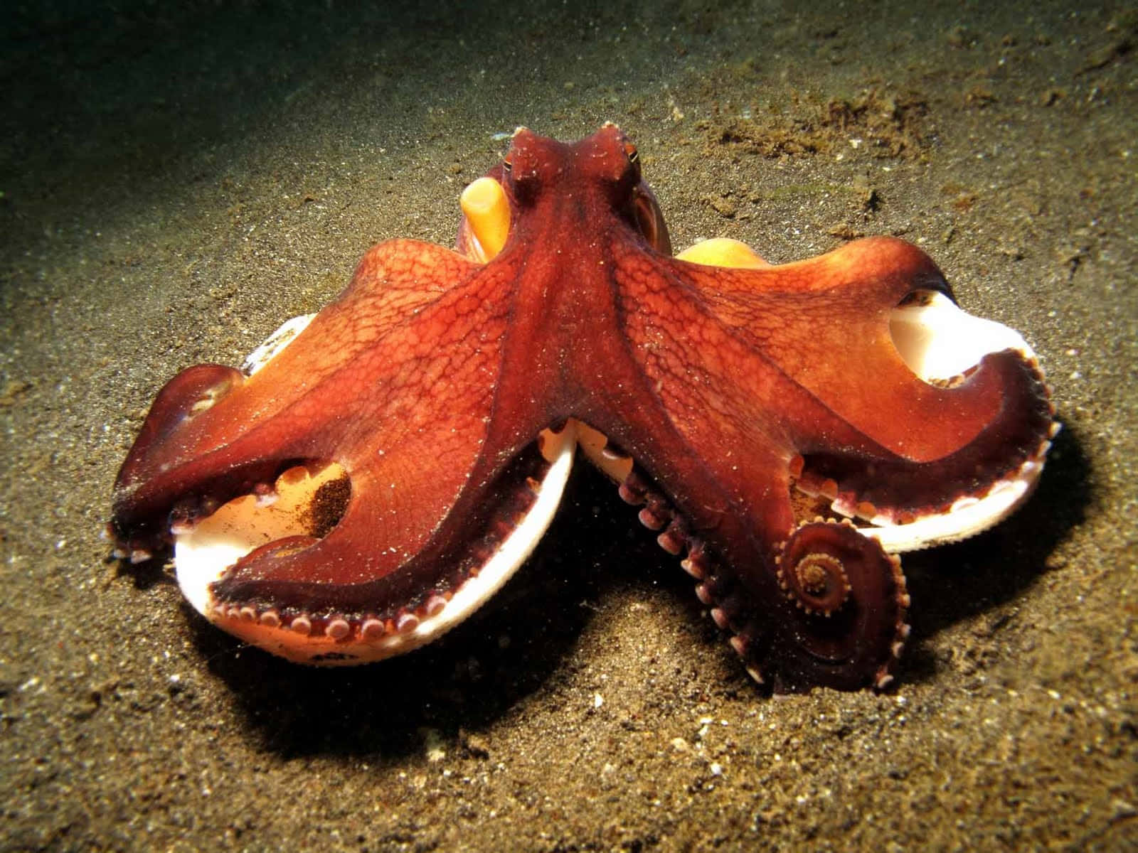 Giant Pacific Octopus, red octopus, sandy ocean floor, HD Desktop Wallpaper