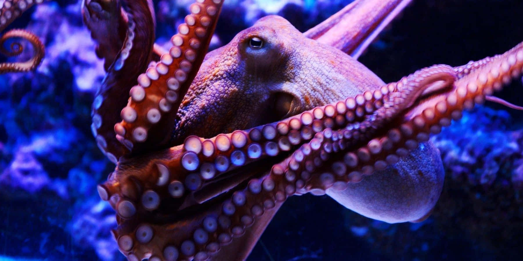 Giant Pacific Octopus, textured skin, suction-cupped arms, HD Desktop Wallpaper