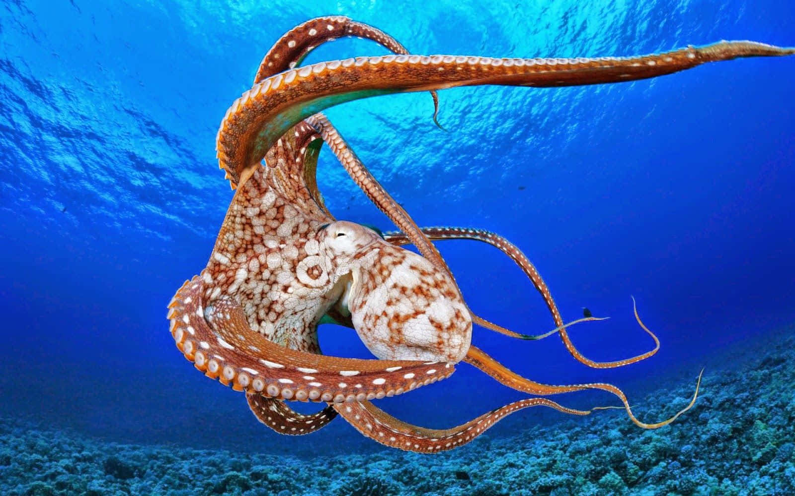 Giant Pacific Octopus, mottled brown and white skin, vibrant blue ocean waters, HD Desktop Wallpaper