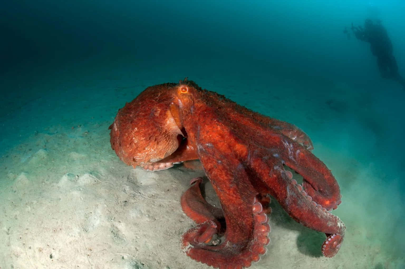 Giant Pacific Octopus, red octopus, sandy ocean floor, HD Desktop Wallpaper