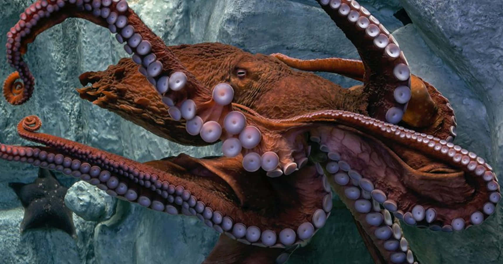 Giant Pacific Octopus, reddish-brown, rocky underwater cave wall, HD Desktop Wallpaper