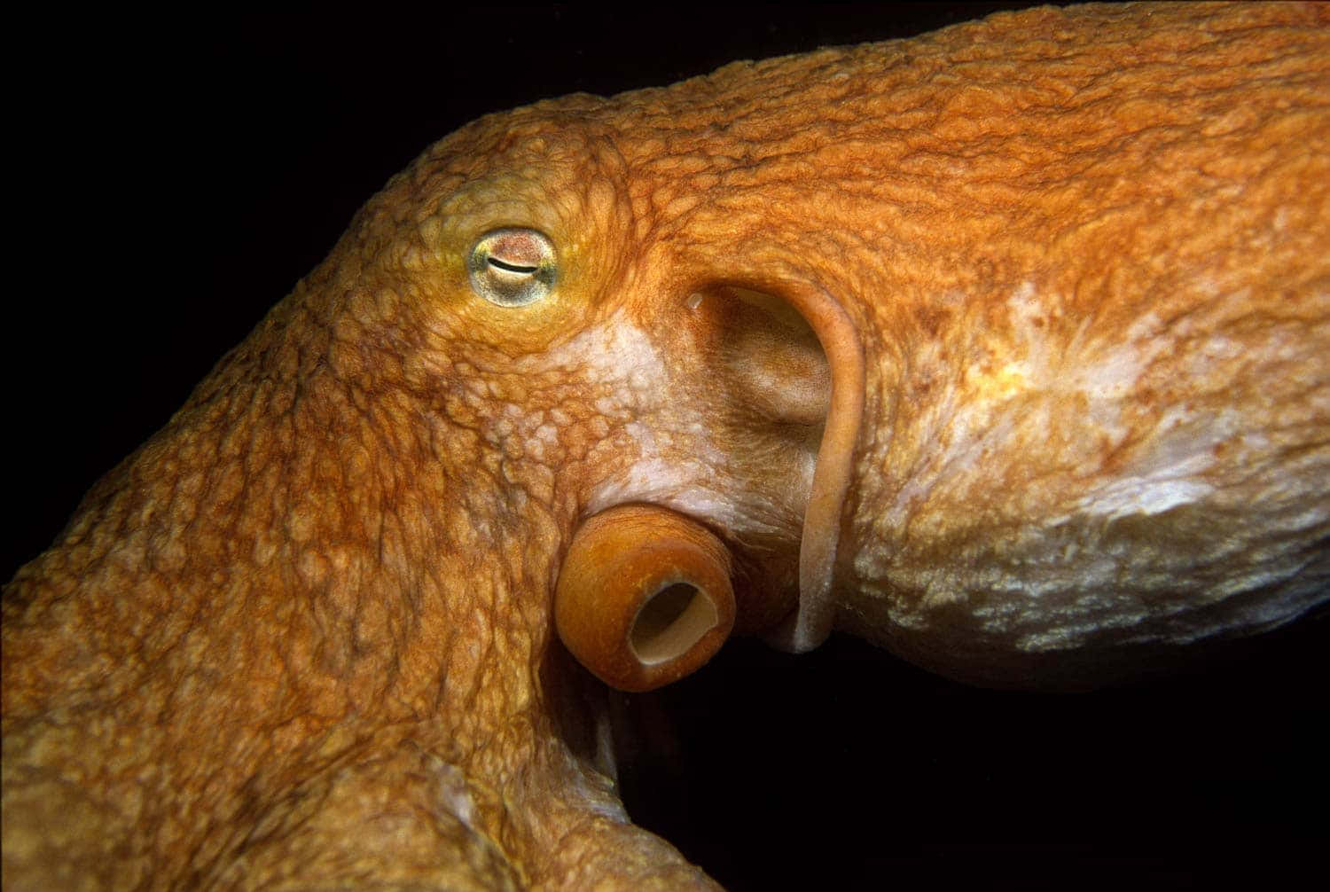 Giant Pacific Octopus, orange, textured skin, HD Desktop Wallpaper