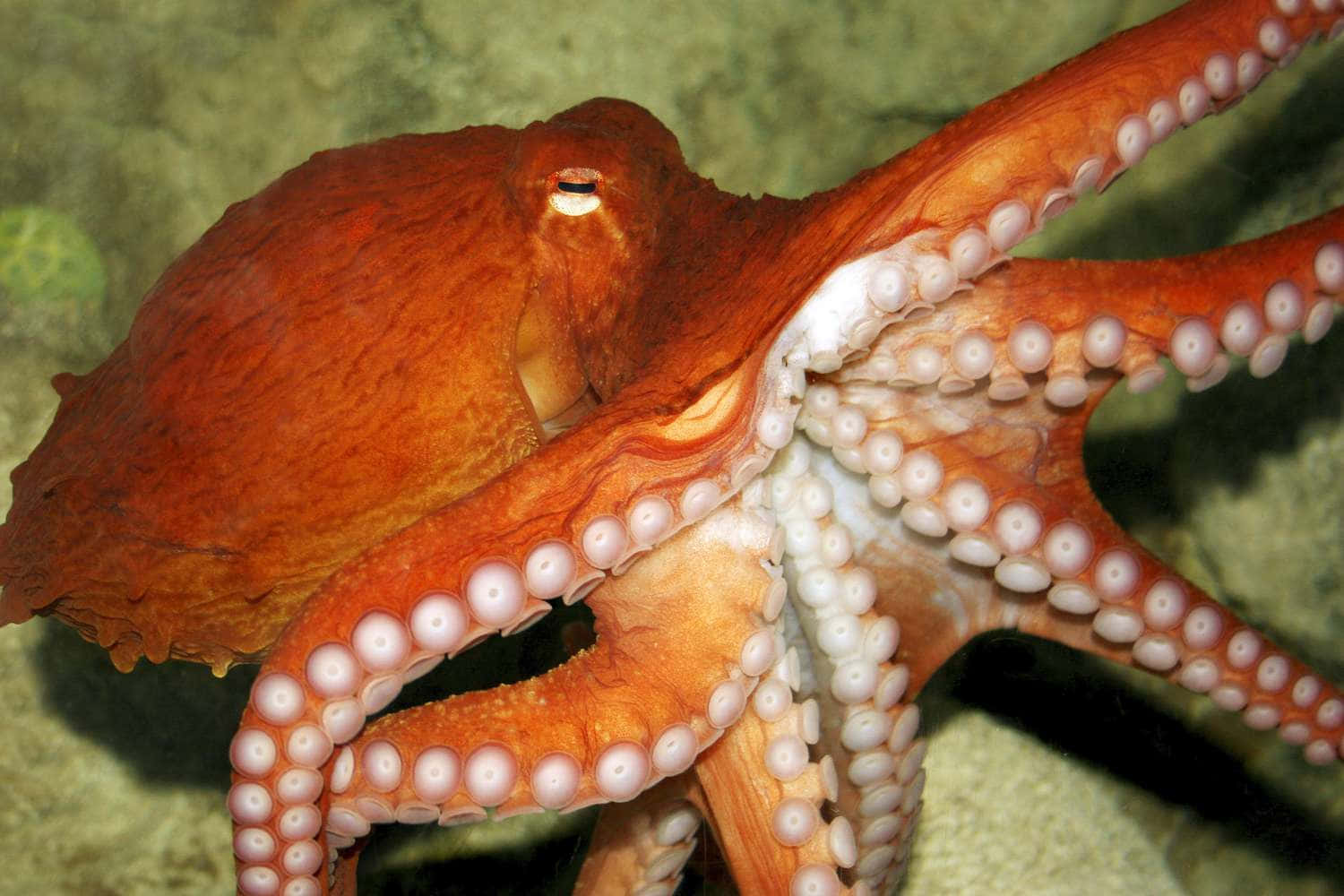 octopus, vibrant orange, white suction cups, HD Desktop Wallpaper