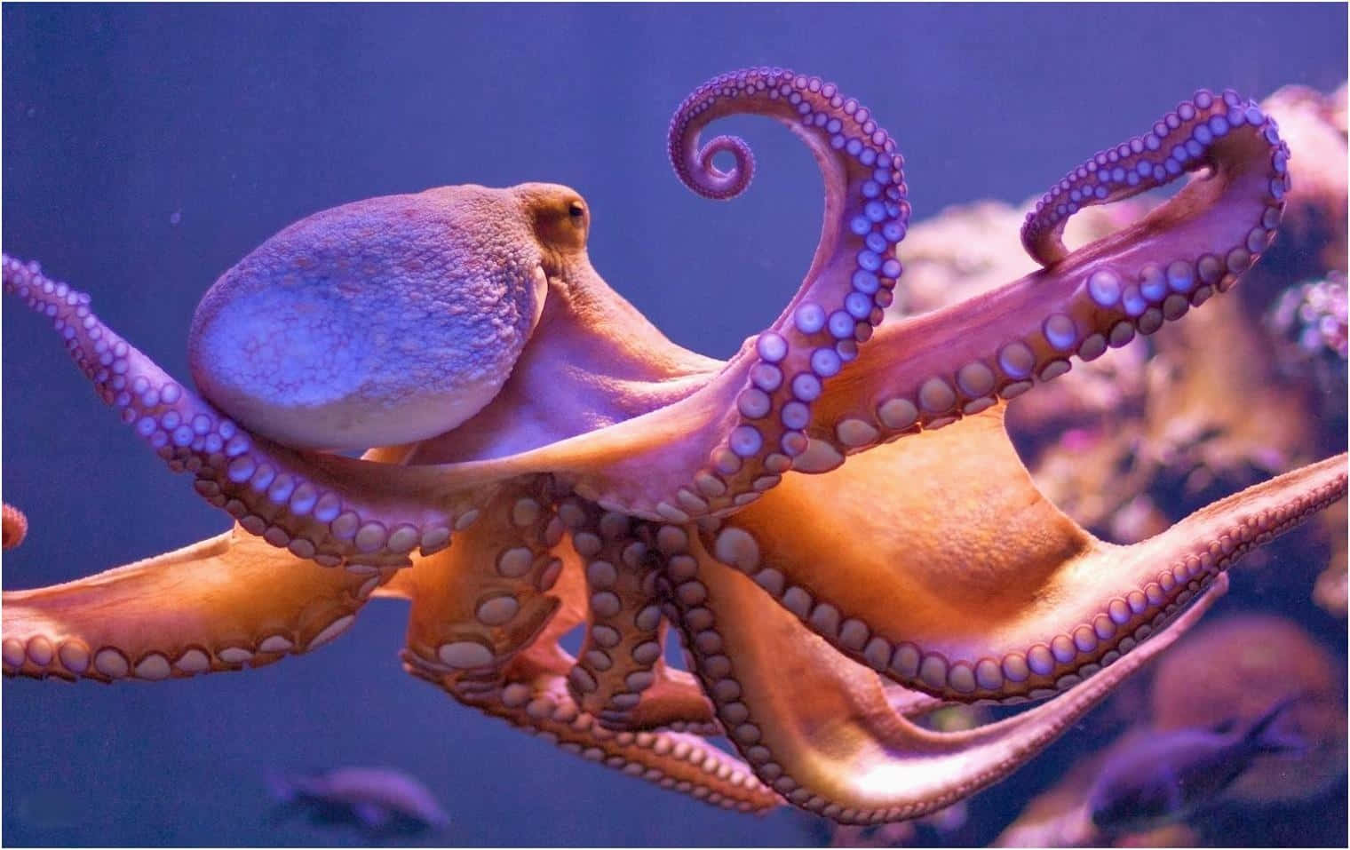 Giant Pacific Octopus, vibrant purple, orange, HD Desktop Wallpaper