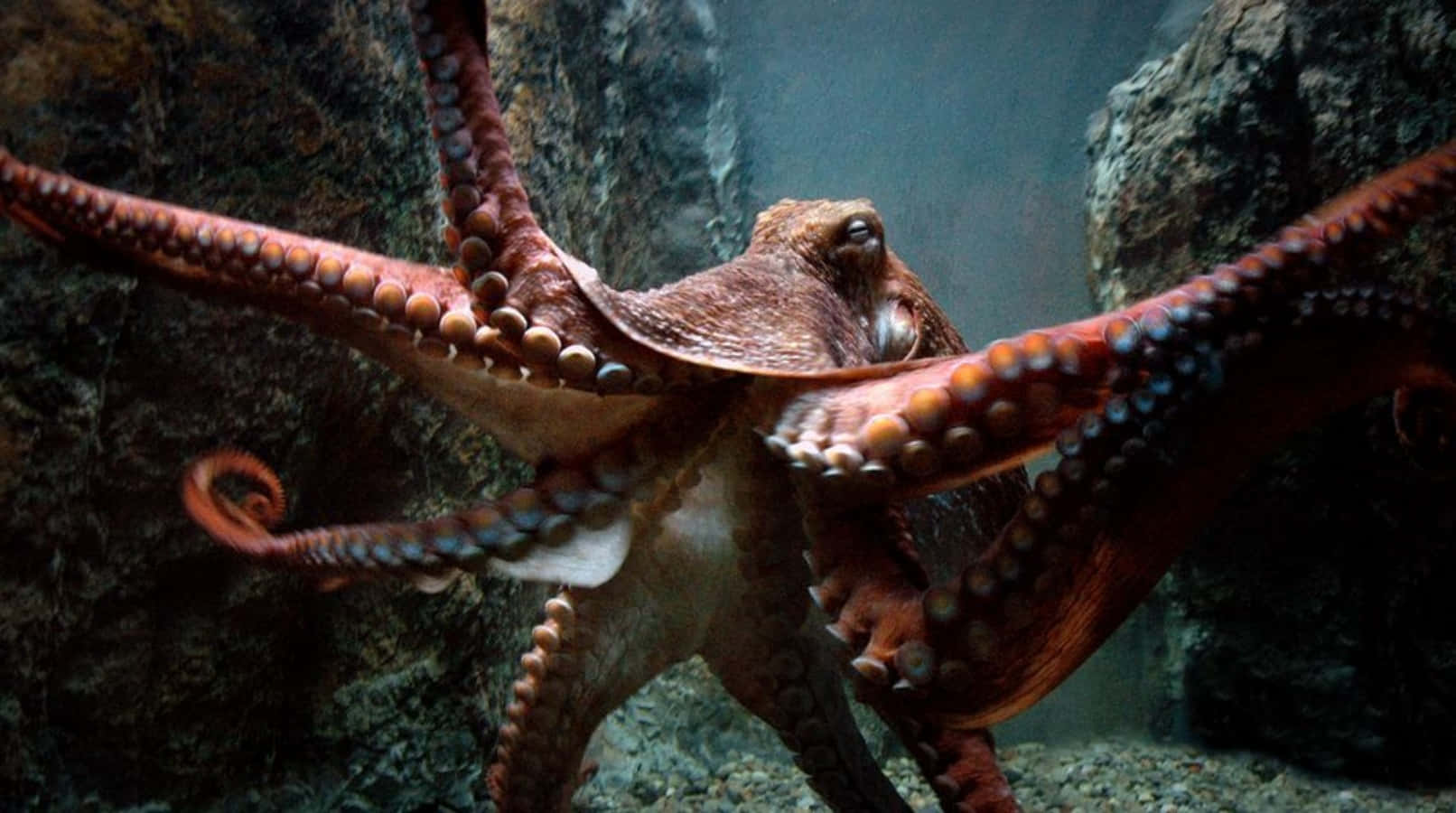 Giant Pacific Octopus, underwater rocks, textured skin, HD Desktop Wallpaper