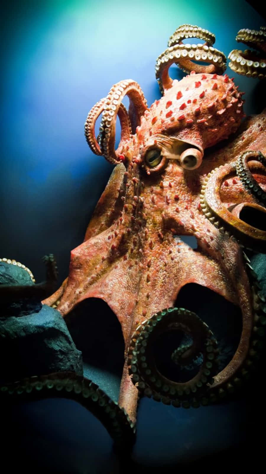 Giant Pacific Octopus, reddish-brown, textured skin, HD Phone Wallpaper