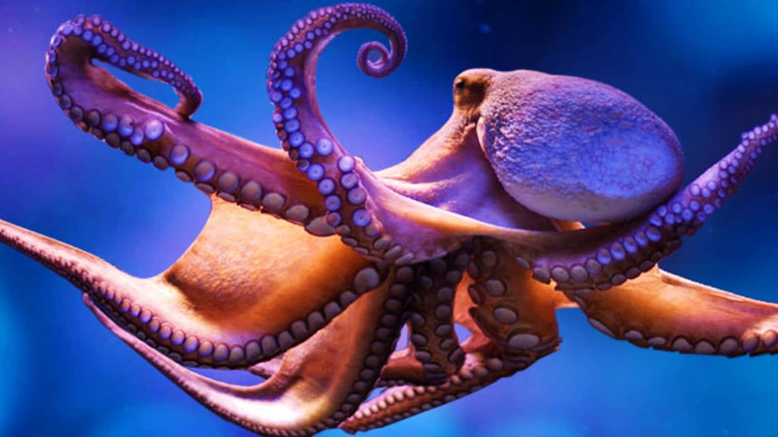 Giant Pacific Octopus, vibrant purple, orange, HD Desktop Wallpaper