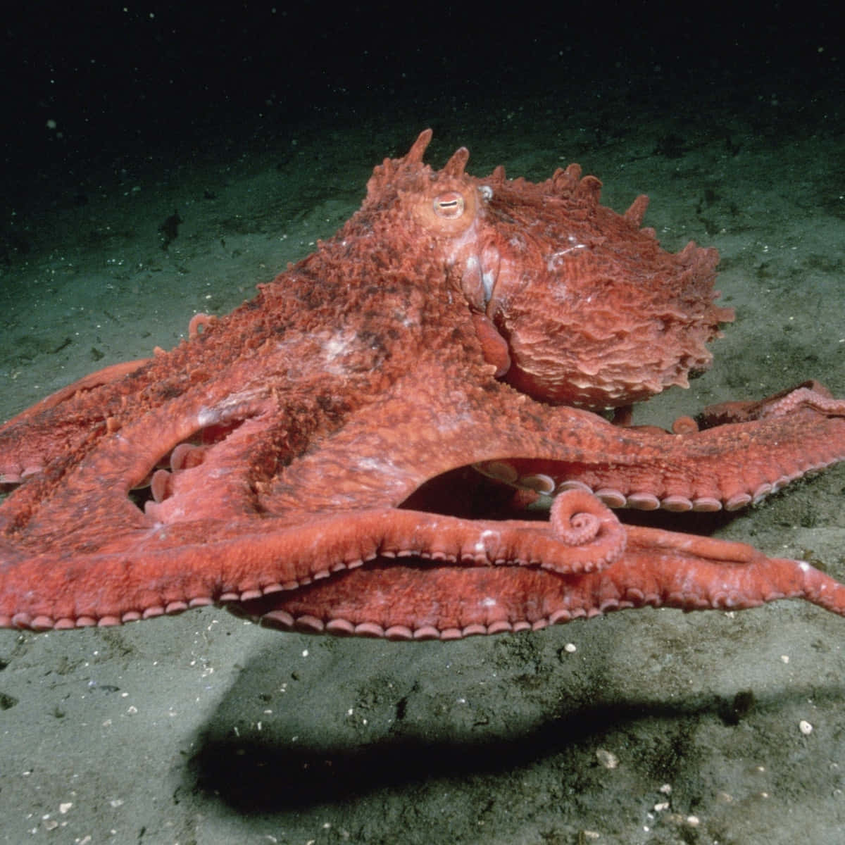 Giant Pacific Octopus, vivid red, dark ocean floor, SD Desktop Wallpaper