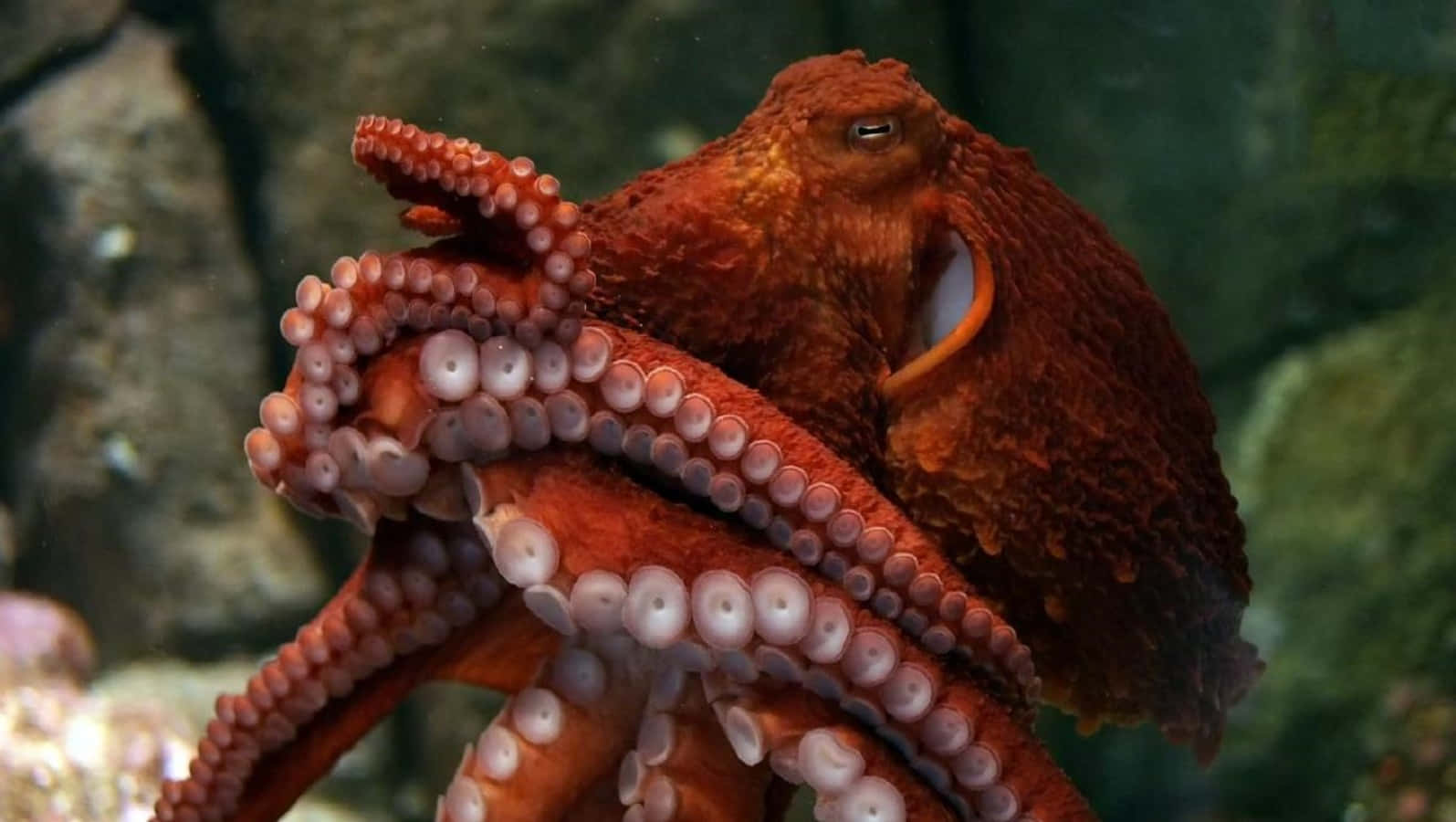Giant Pacific Octopus, reddish-brown, suckers, HD Desktop Wallpaper