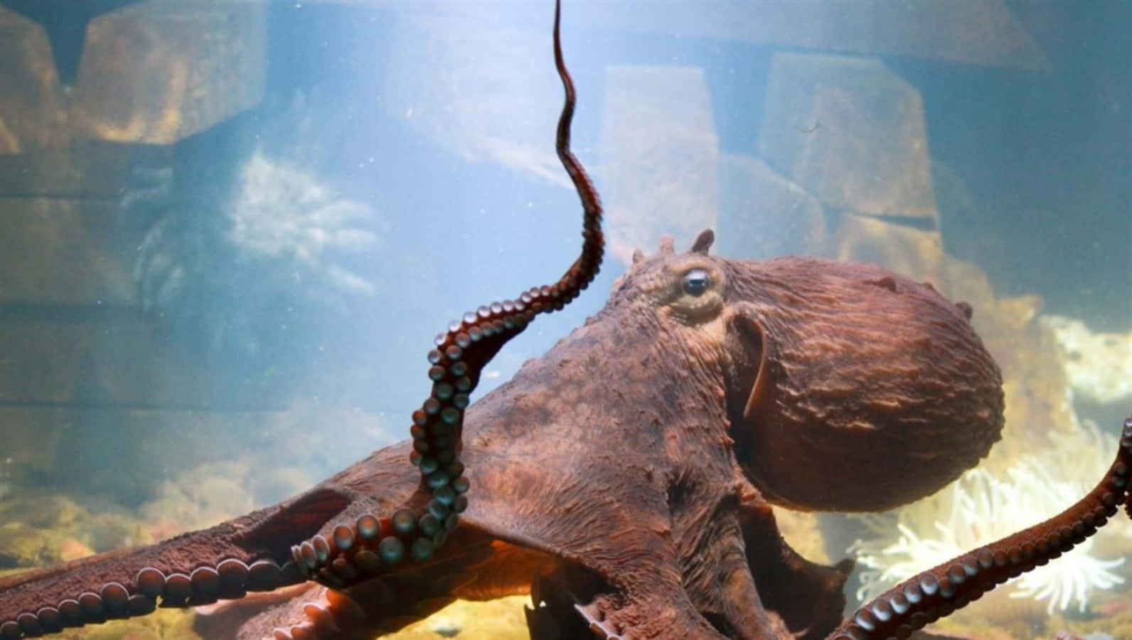 Giant Pacific Octopus, aquarium display, brown, HD Desktop Wallpaper