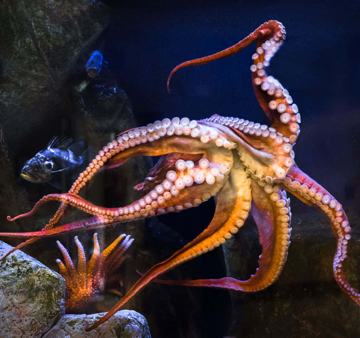 Giant Pacific Octopus, vibrant orange, dimly lit aquarium, SD Desktop Wallpaper