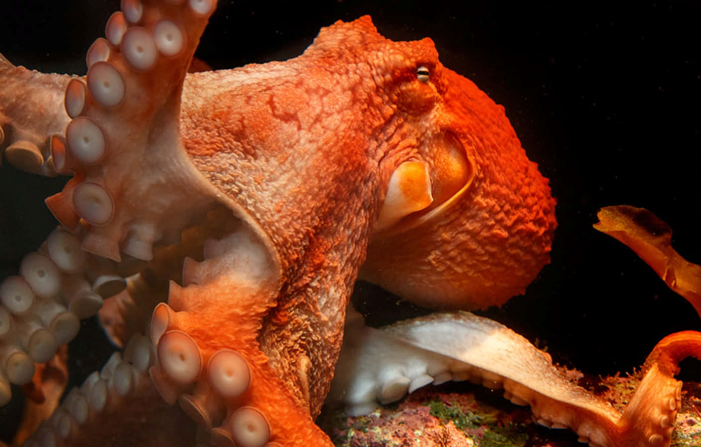 Giant Pacific Octopus, orange, coral reef, HD Desktop Wallpaper