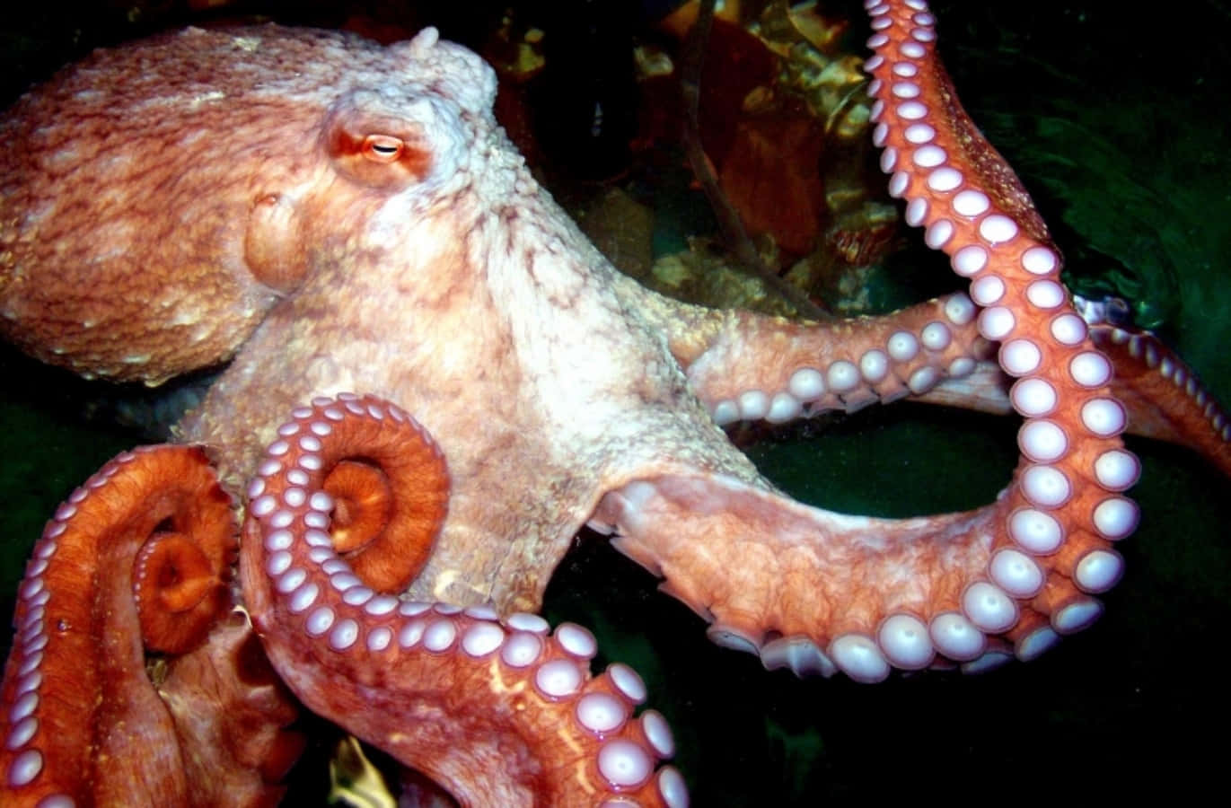 Giant Pacific Octopus, reddish-brown, white suction cups, HD Desktop Wallpaper
